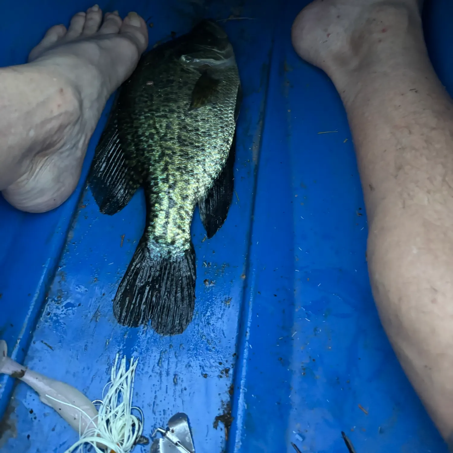 Black crappie caught on Fishbrain
