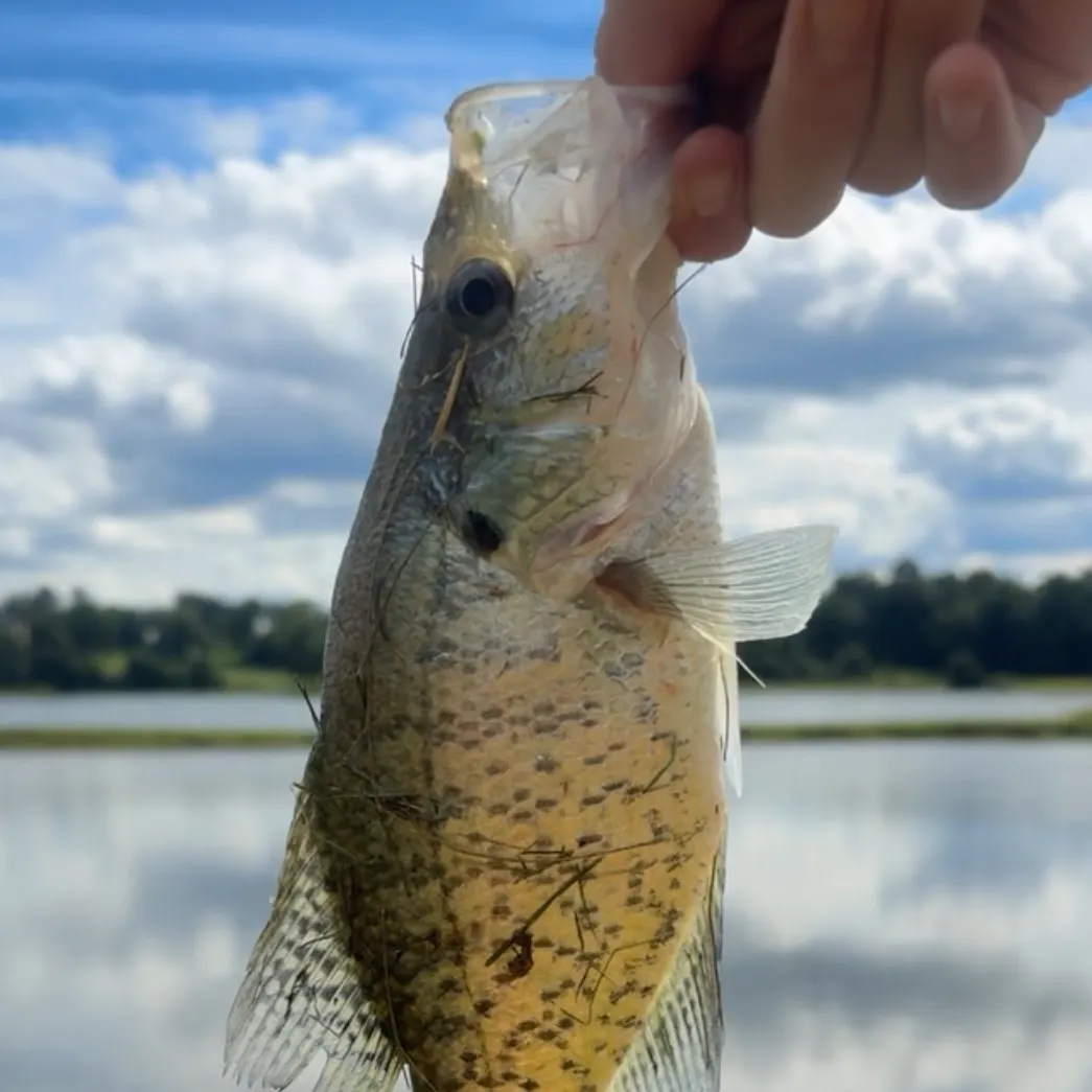White crappie caught on Fishbrain