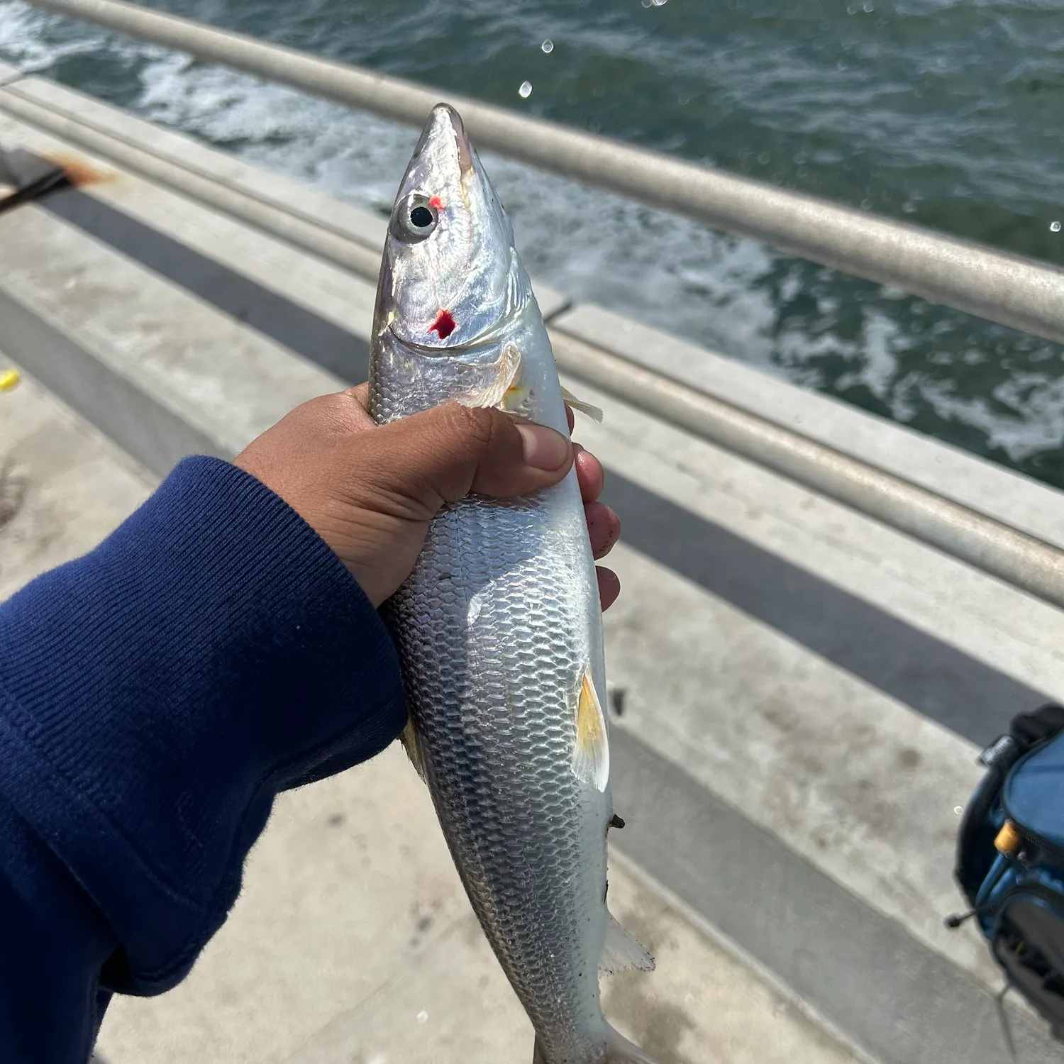 The most recent West Atlantic bonefish catches on Fishbrain