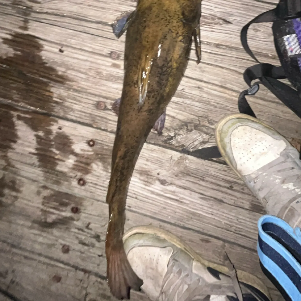 Flathead catfish caught on Fishbrain