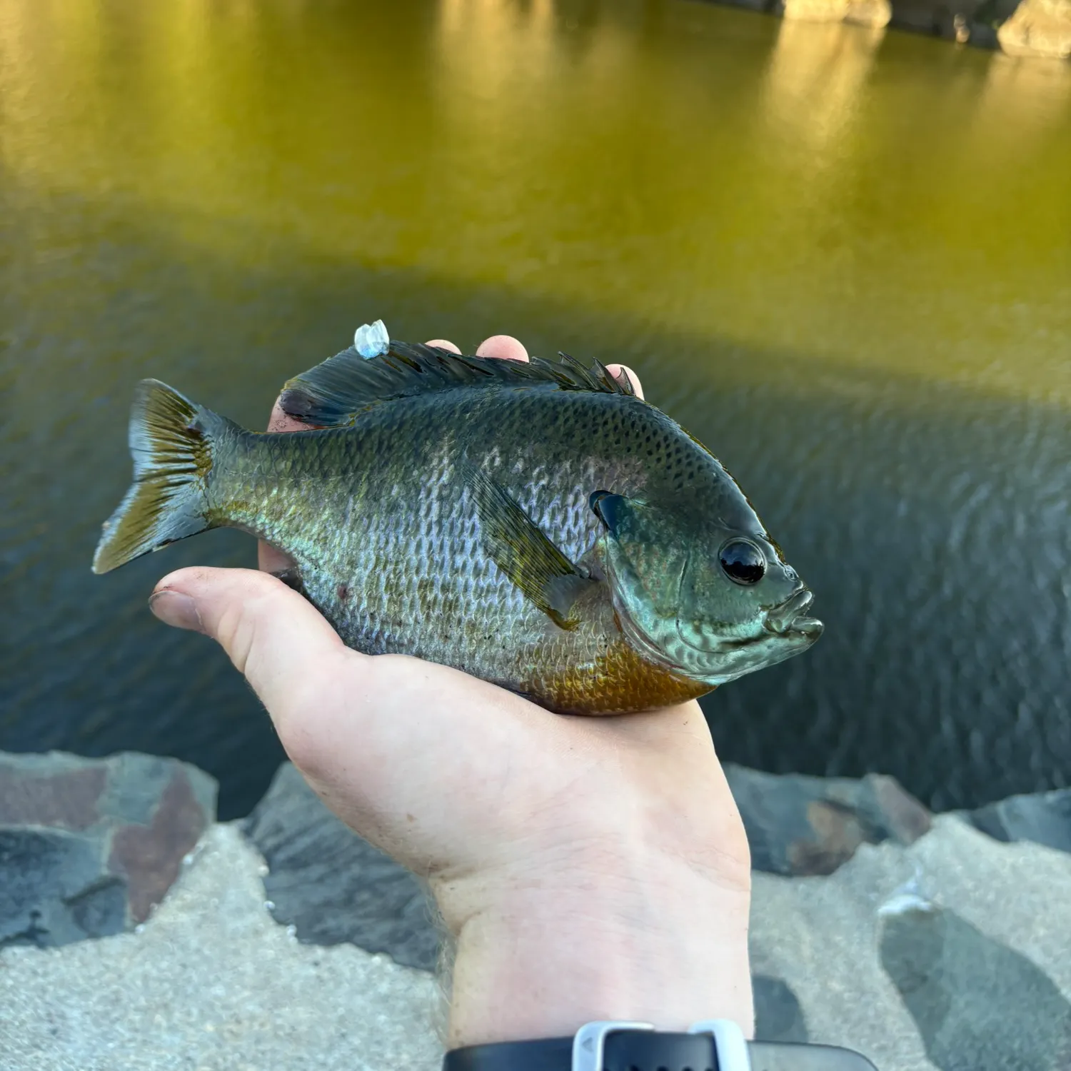 Bluegill caught on Fishbrain