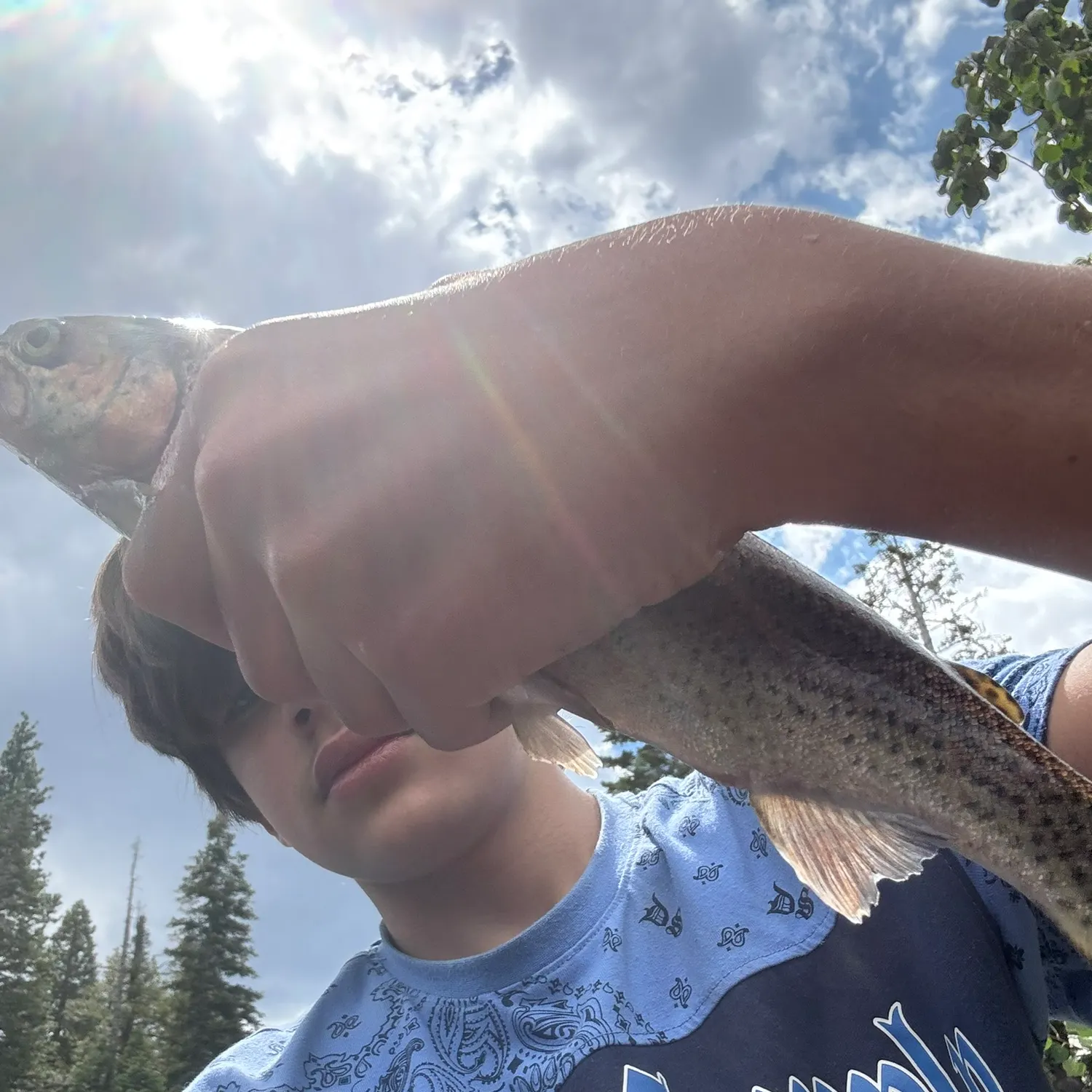 Rainbow trout caught on Fishbrain