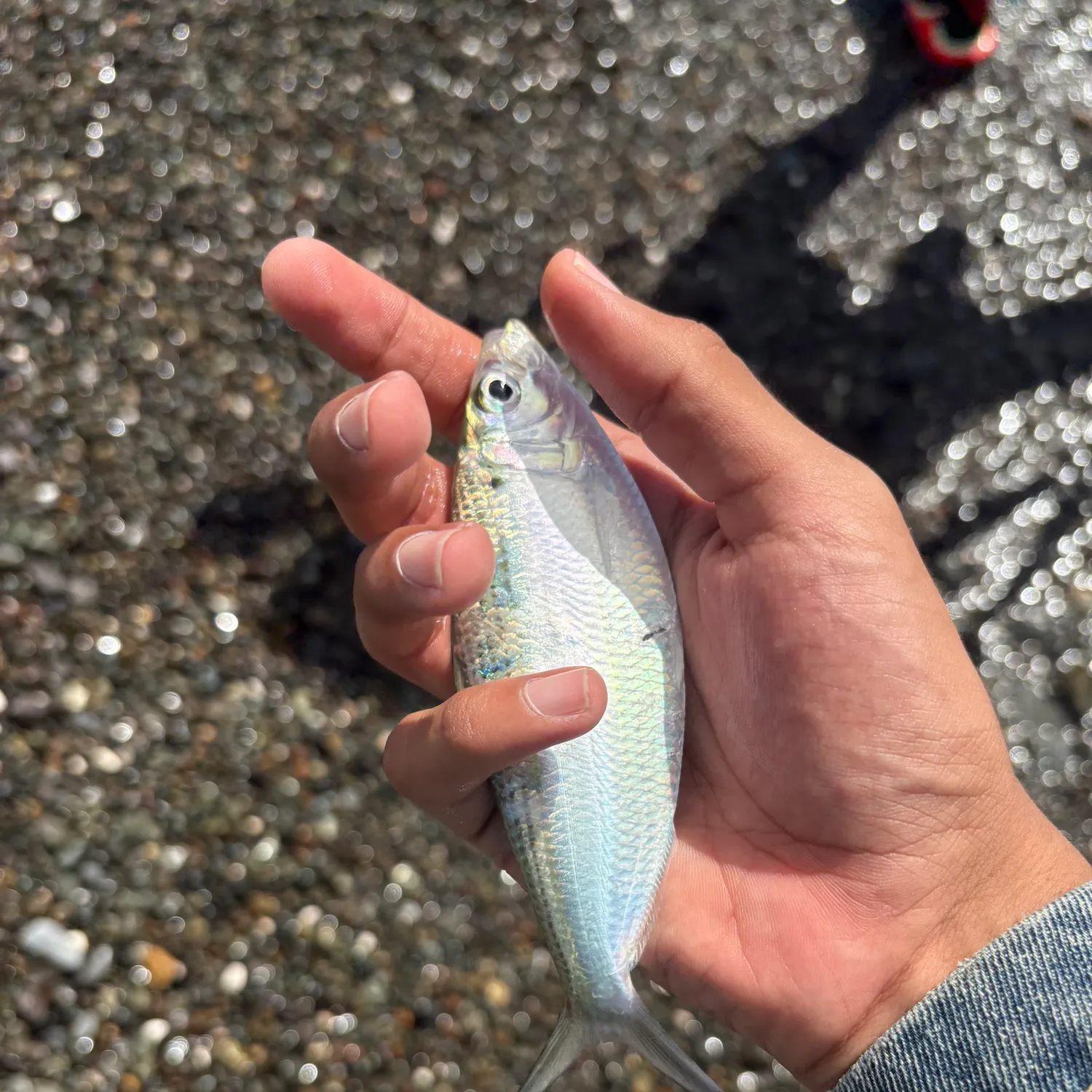 The most recent Scaled herring catches on Fishbrain