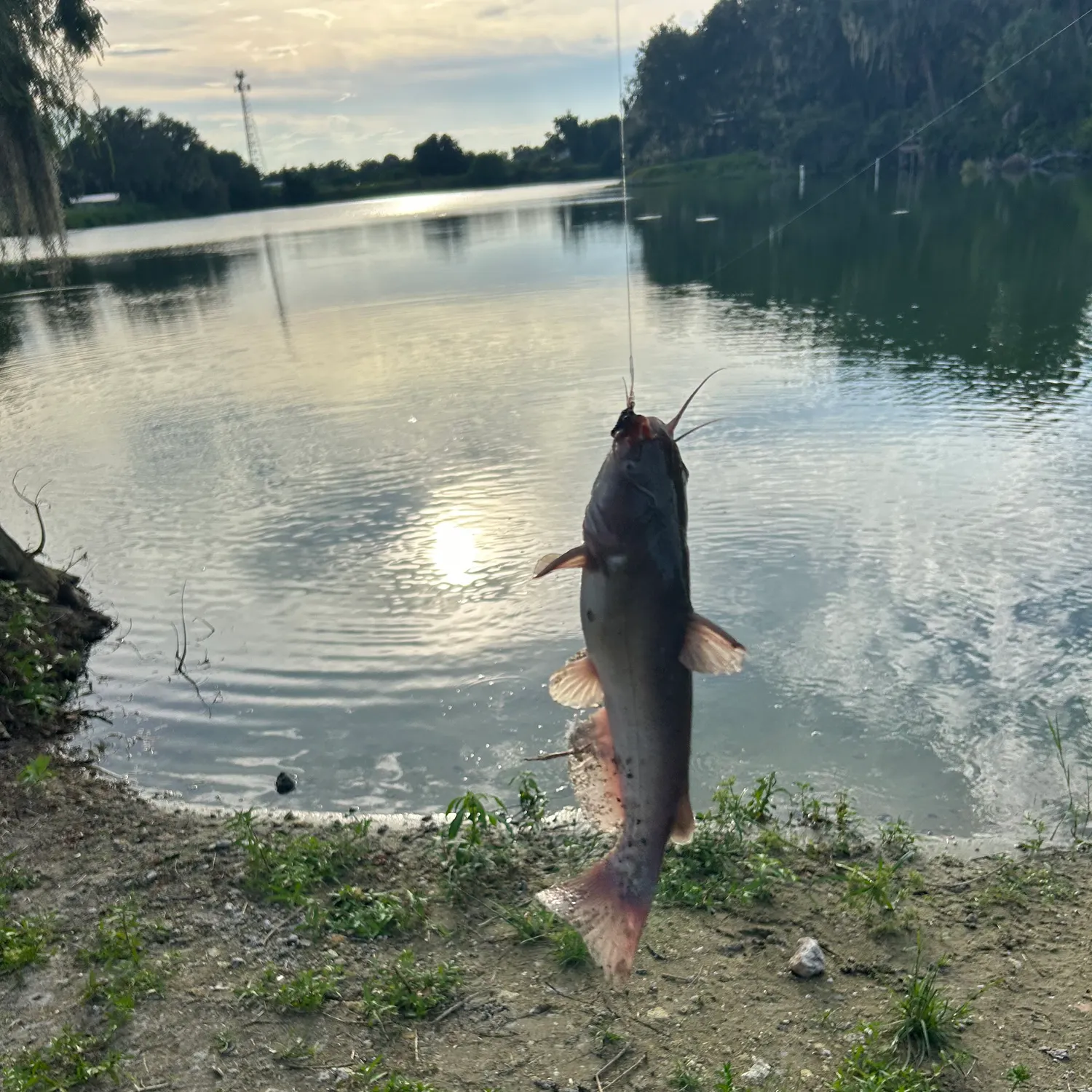 White bullhead caught on Fishbrain