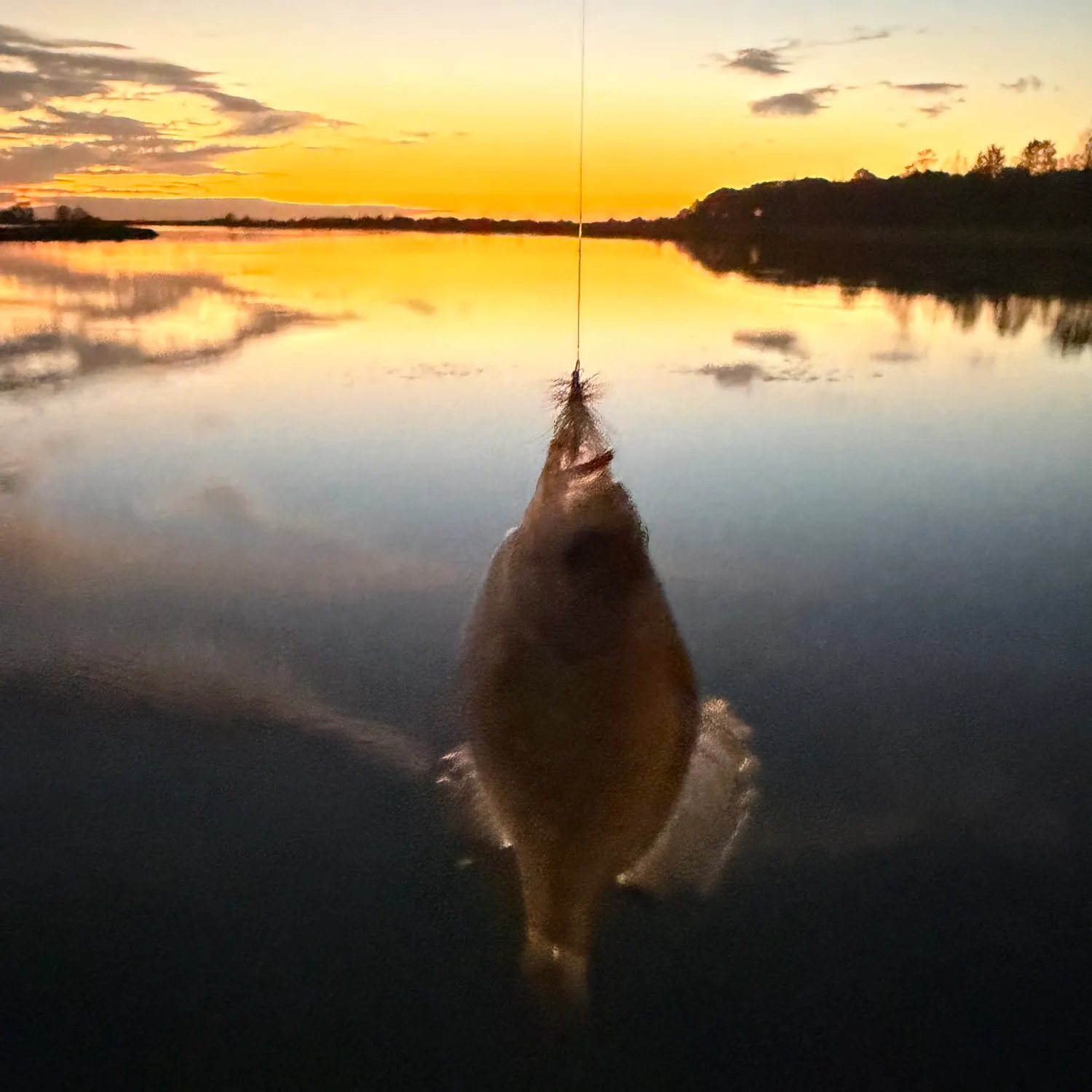 Fish caught on Fishbrain