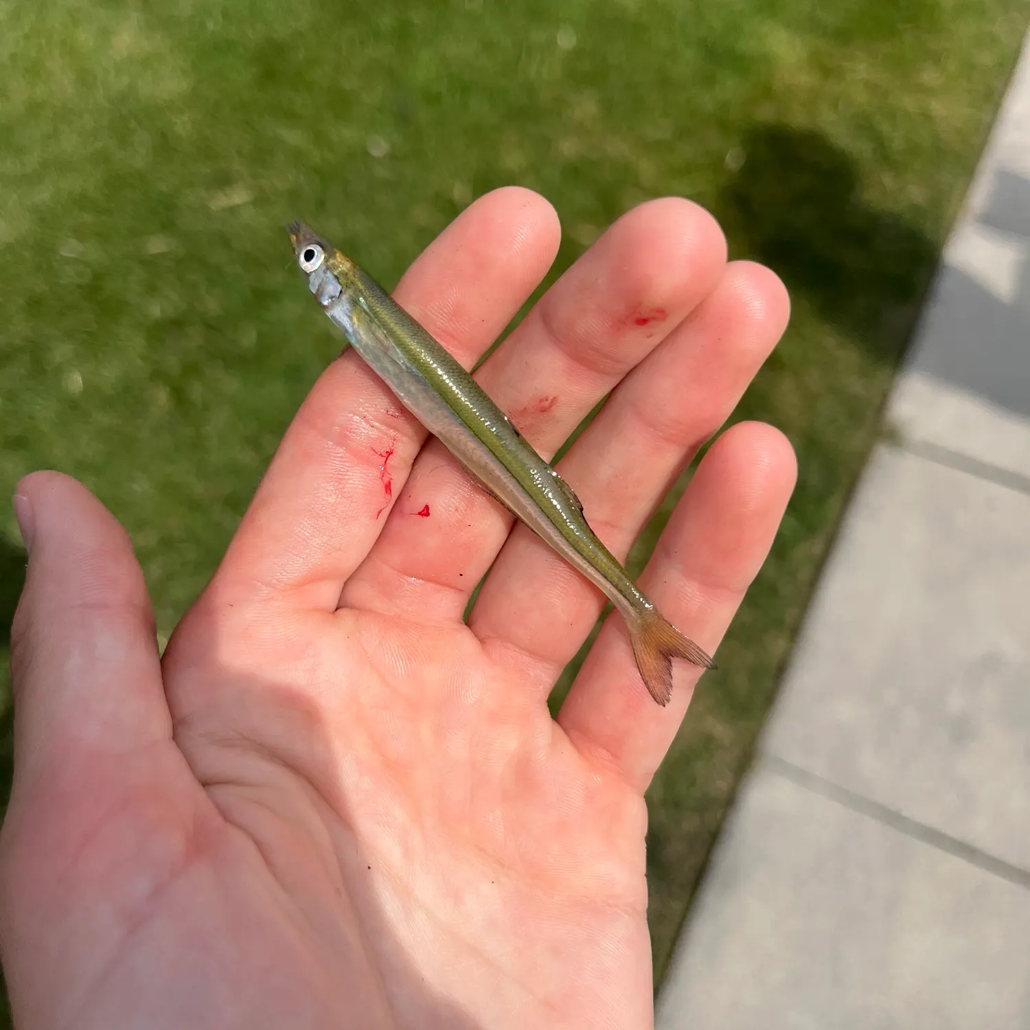 The most recent Brook silverside catches on Fishbrain
