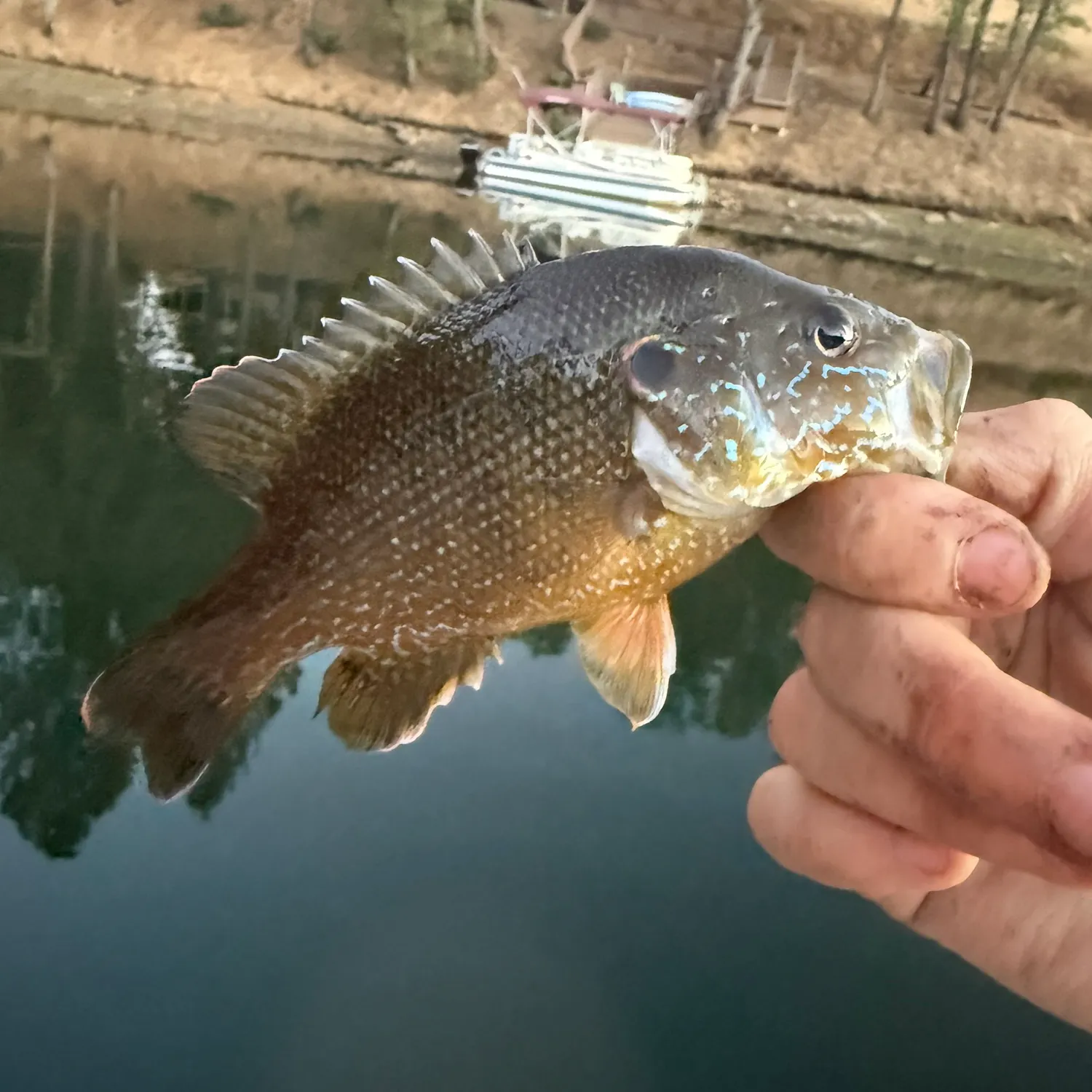 Green sunfish caught on Fishbrain