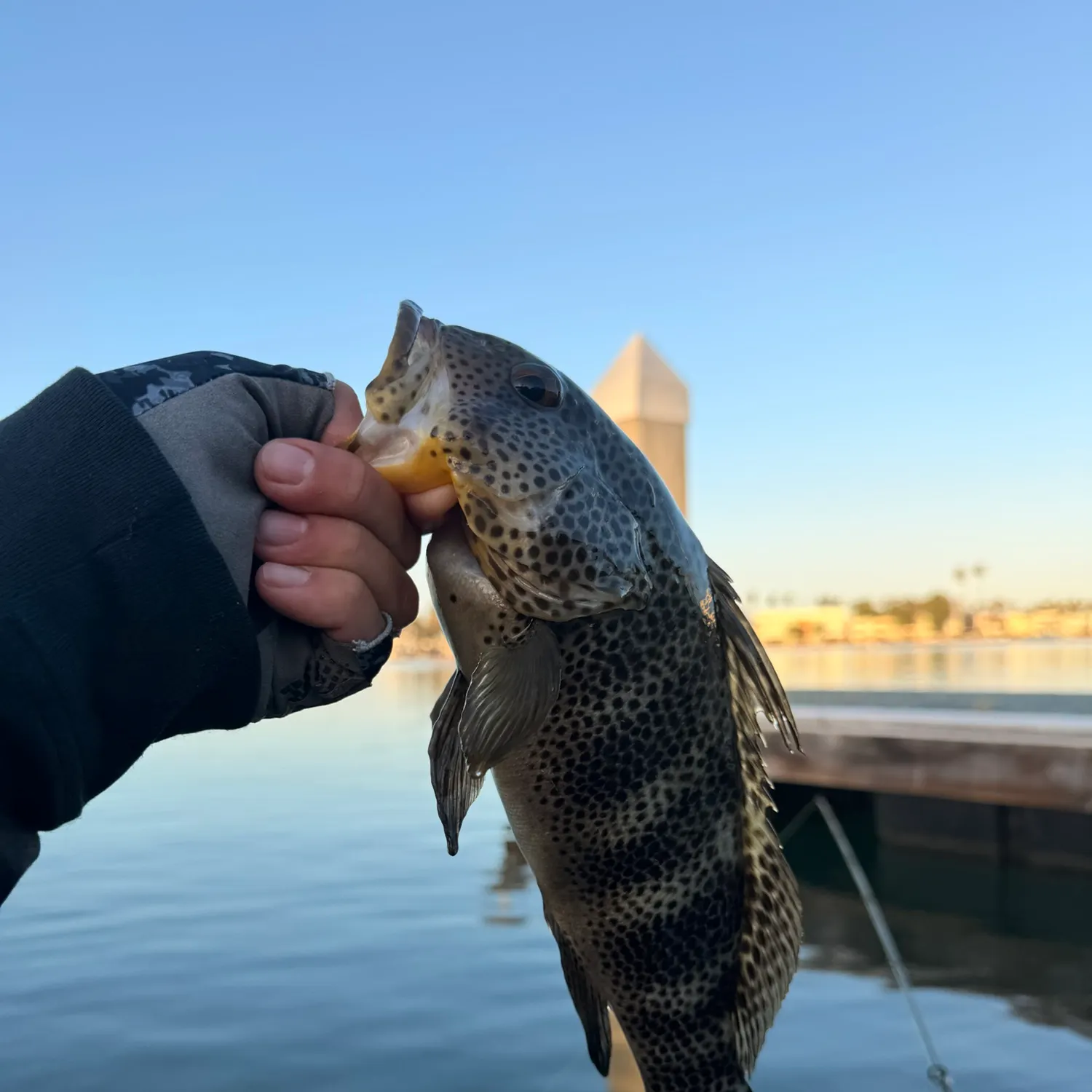 Spotted sand bass caught on Fishbrain