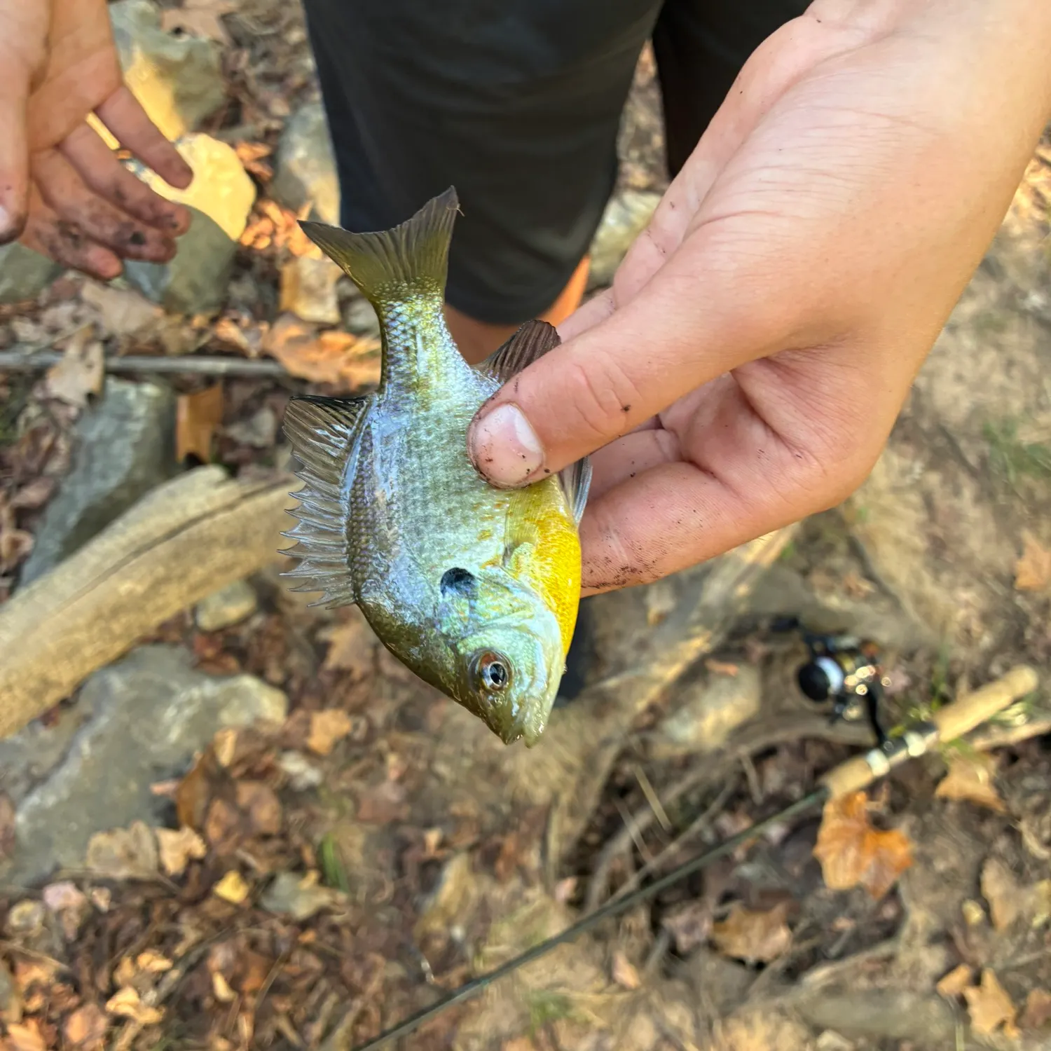 Bluegill caught on Fishbrain