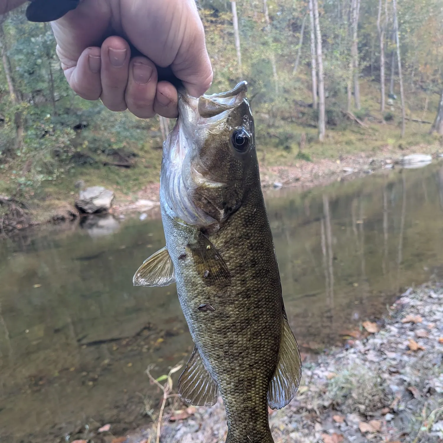 Smallmouth bass caught on Fishbrain