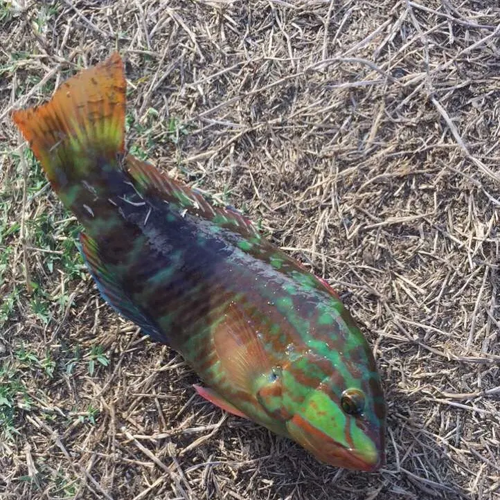 The most recent Gunther's wrasse catches on Fishbrain