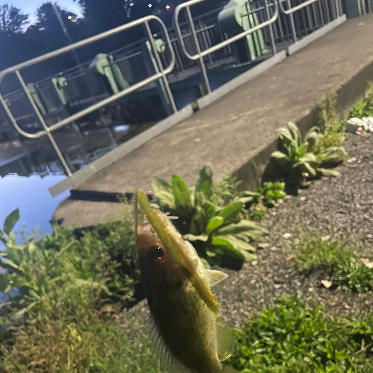 Rock bass caught on Fishbrain