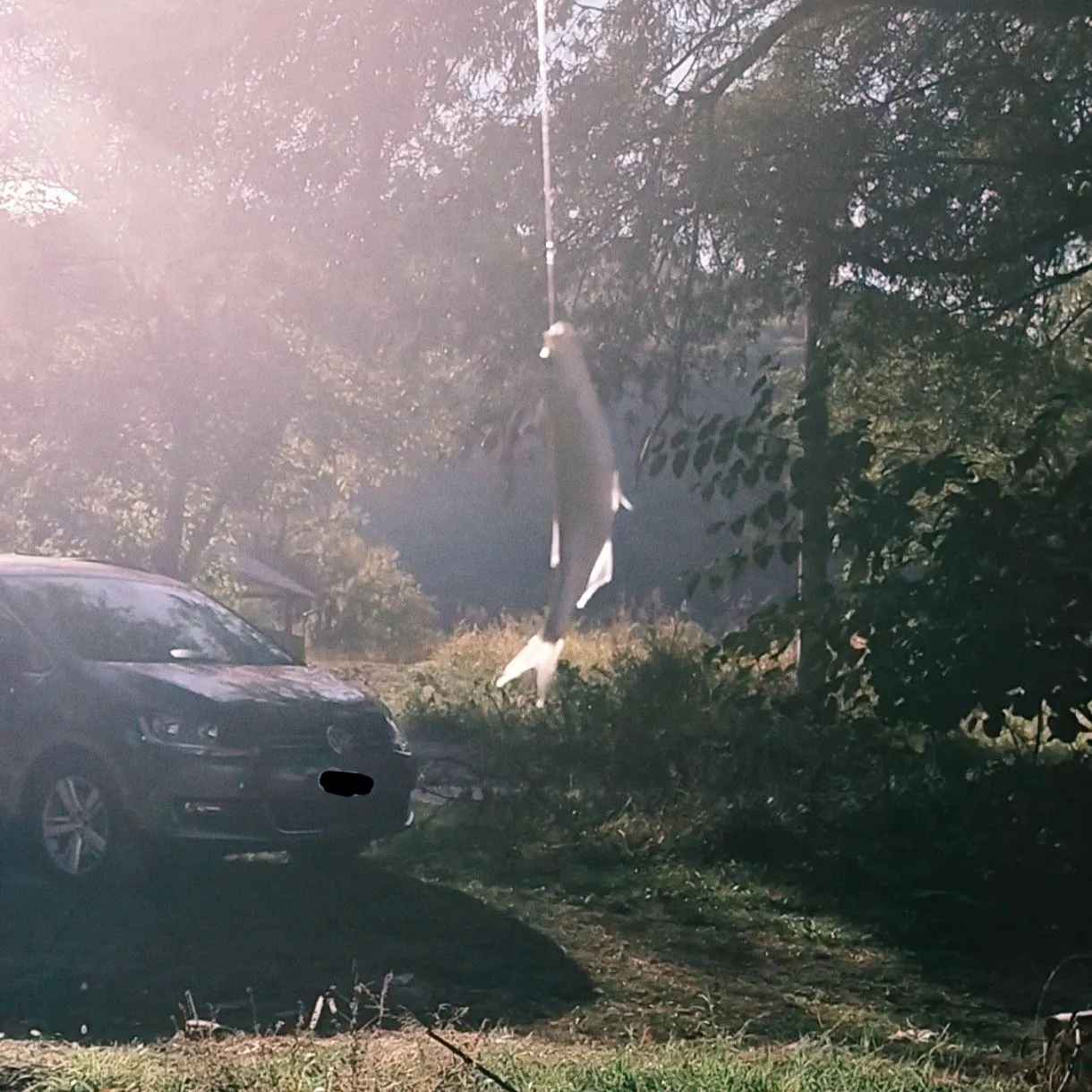 The most recent Common bleak catches on Fishbrain