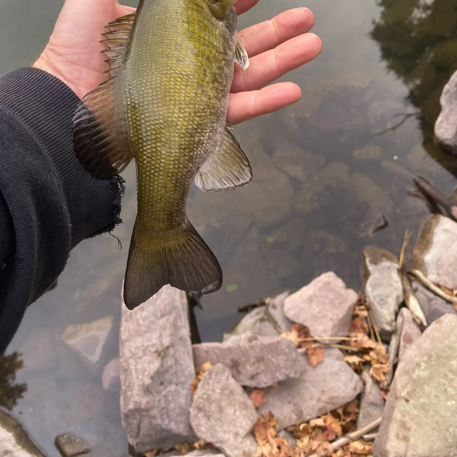 Smallmouth bass caught on Fishbrain