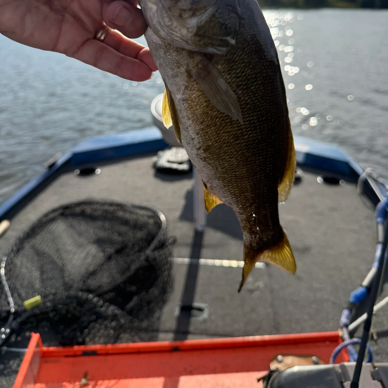 Smallmouth bass caught on Fishbrain