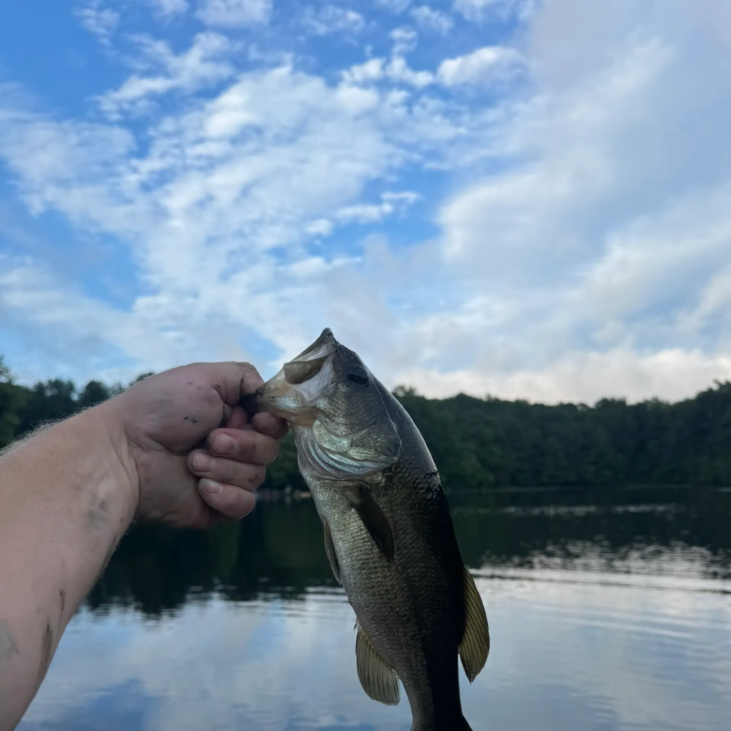 Largemouth bass caught on Fishbrain