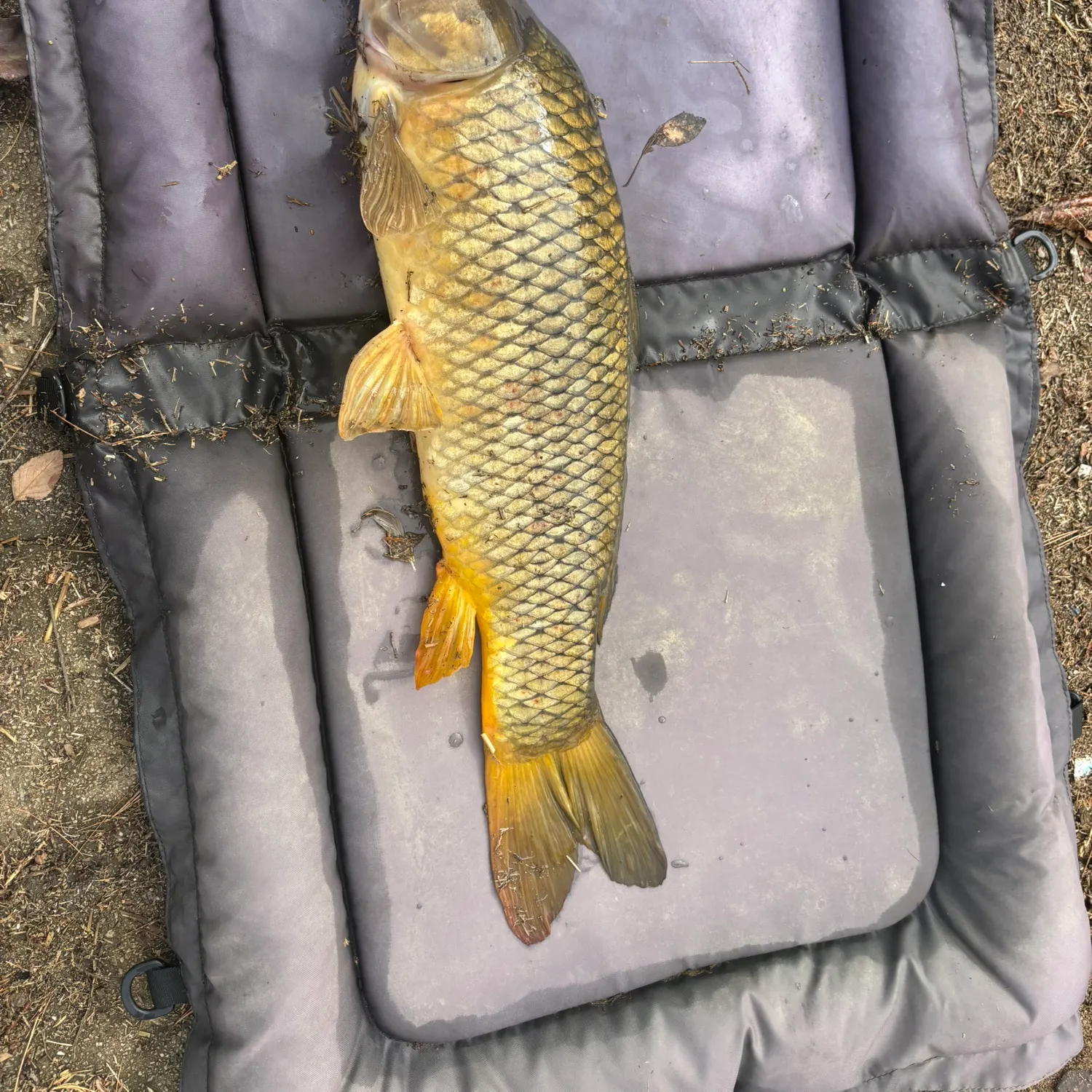 Common carp caught on Fishbrain