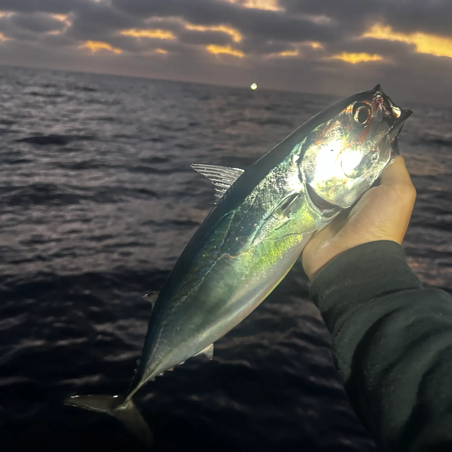 The most recent Frigate tuna catches on Fishbrain