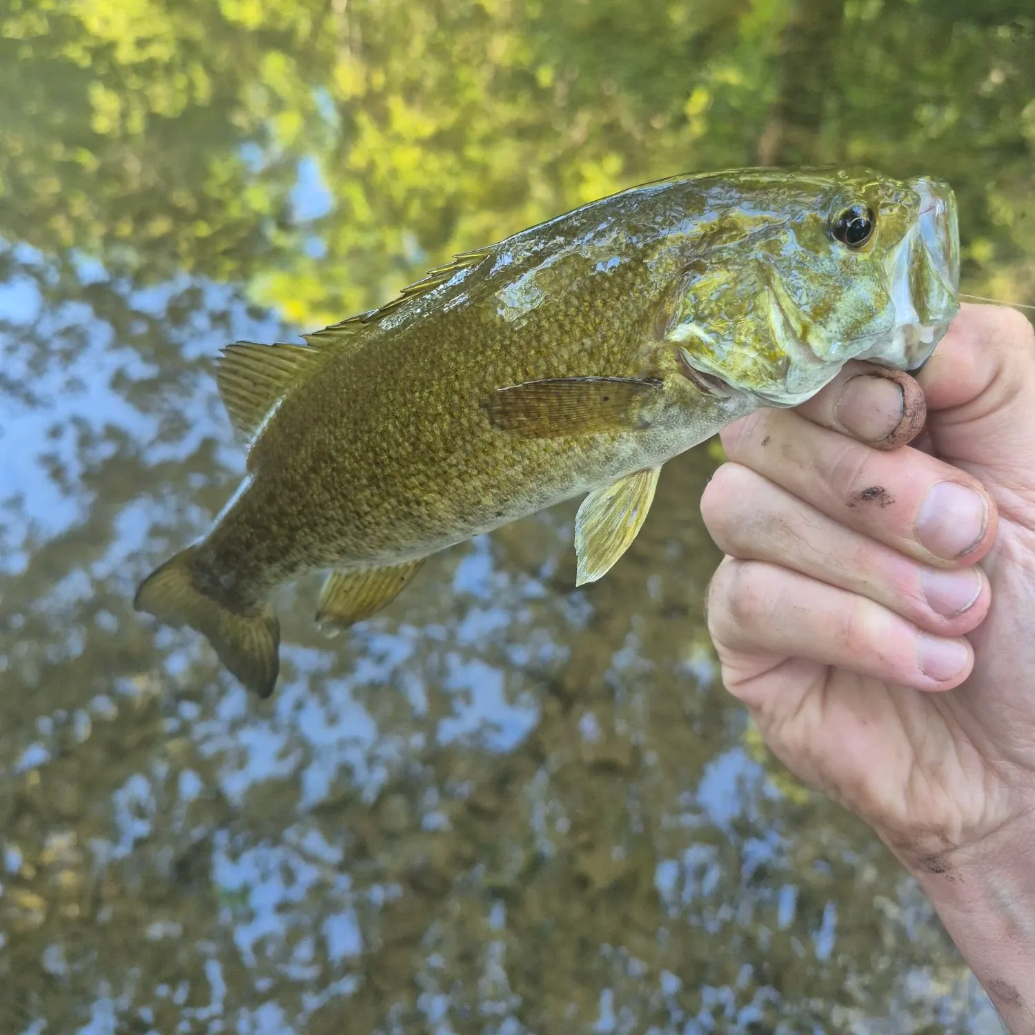 Smallmouth bass caught on Fishbrain