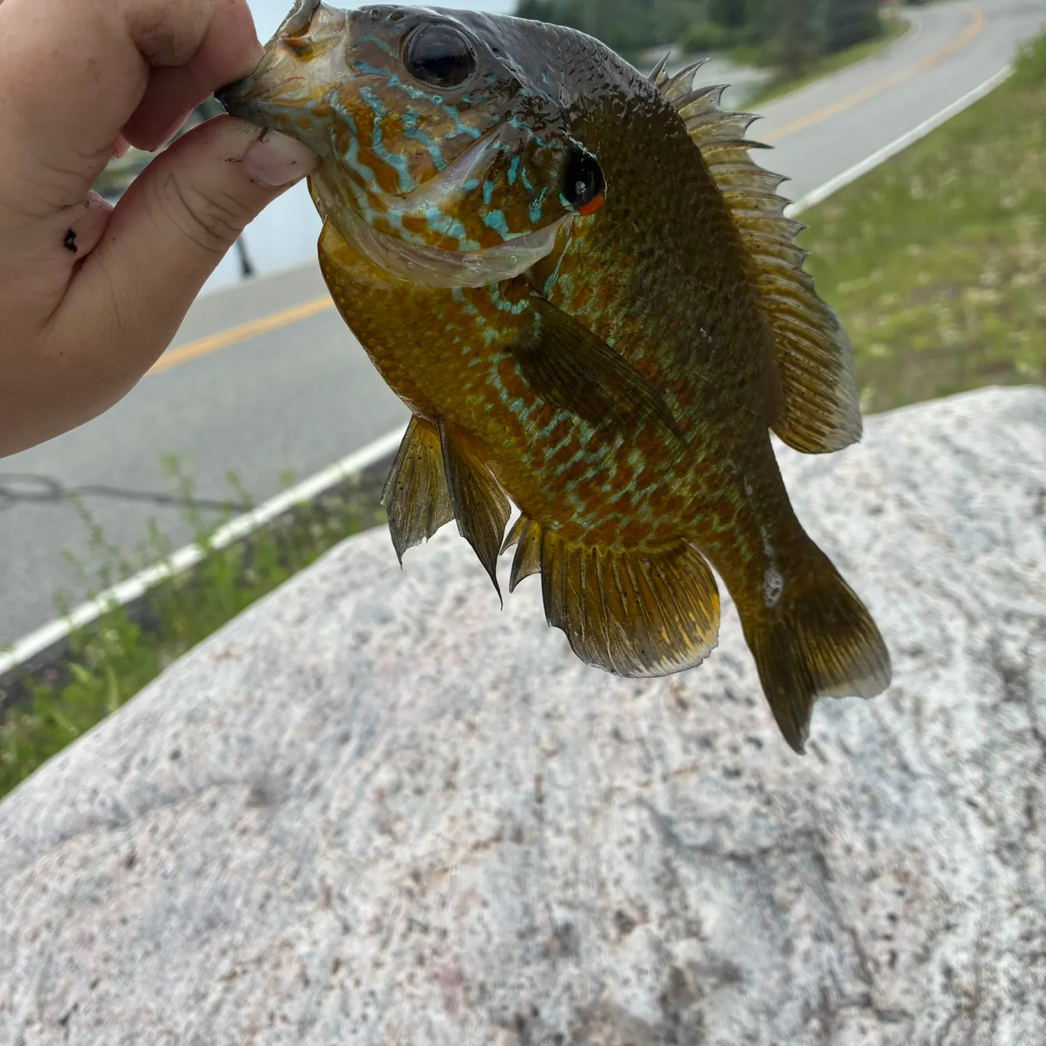 catch