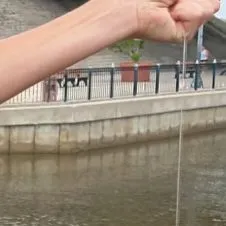 The most recent Spotted green pufferfish catches on Fishbrain