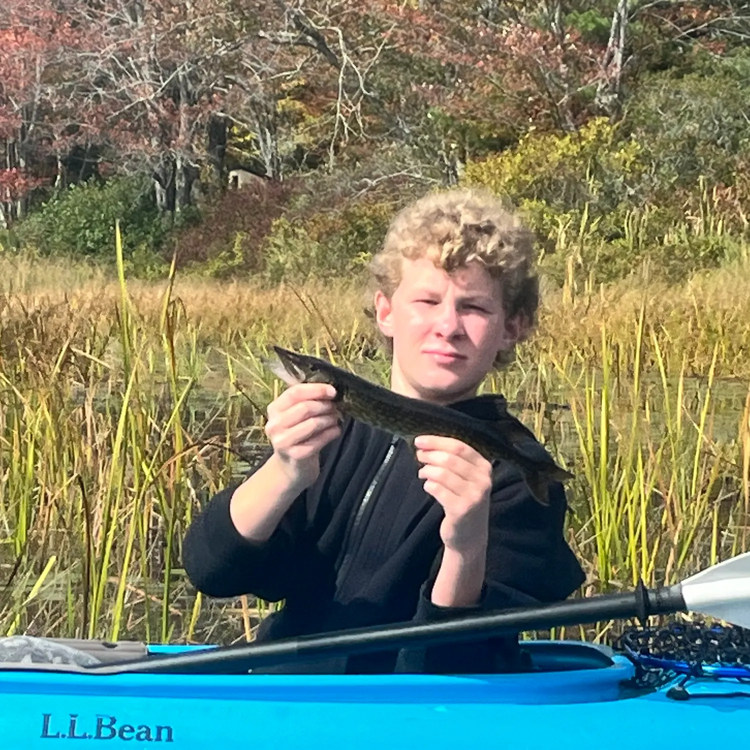 Chain pickerel caught on Fishbrain