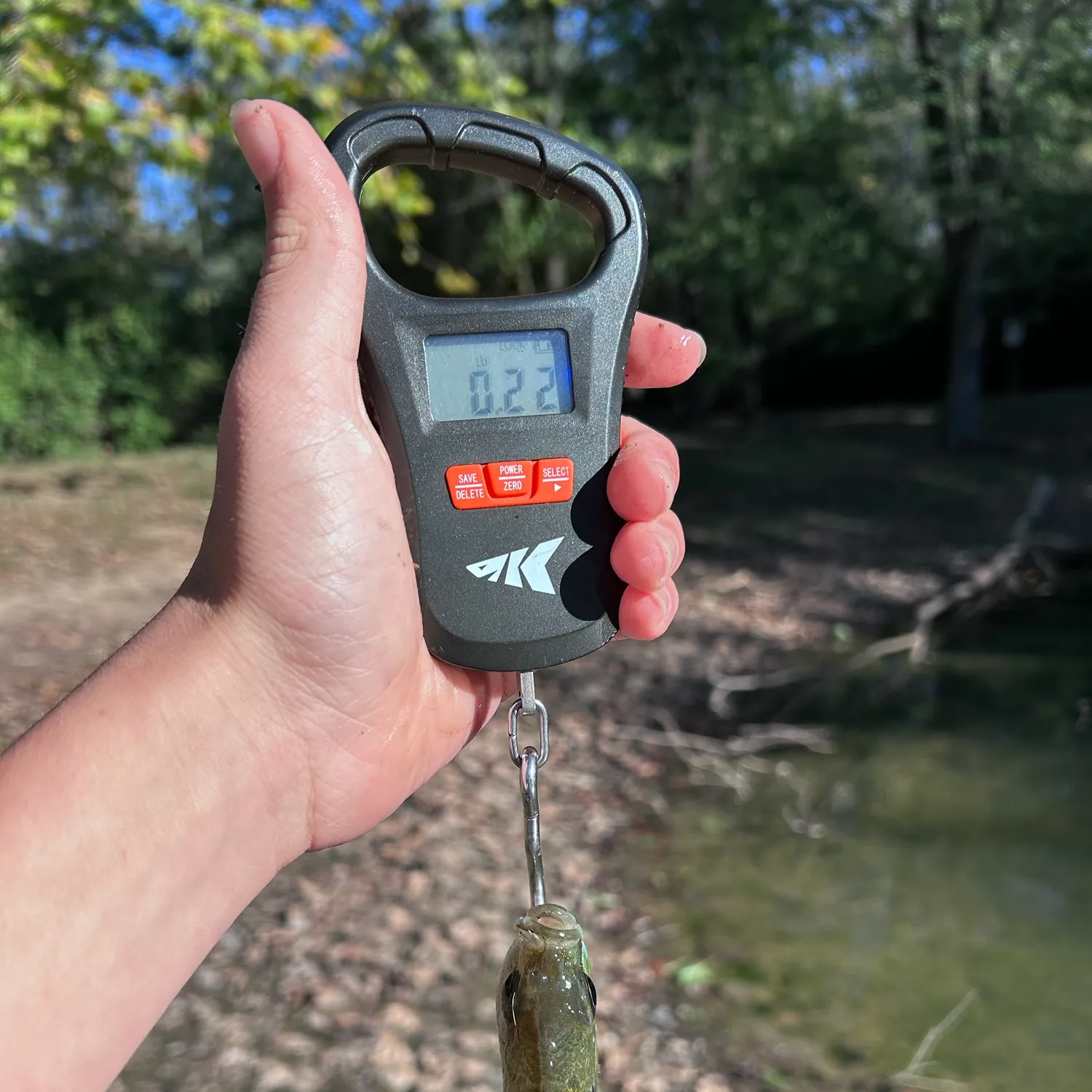 Bluegill caught on Fishbrain