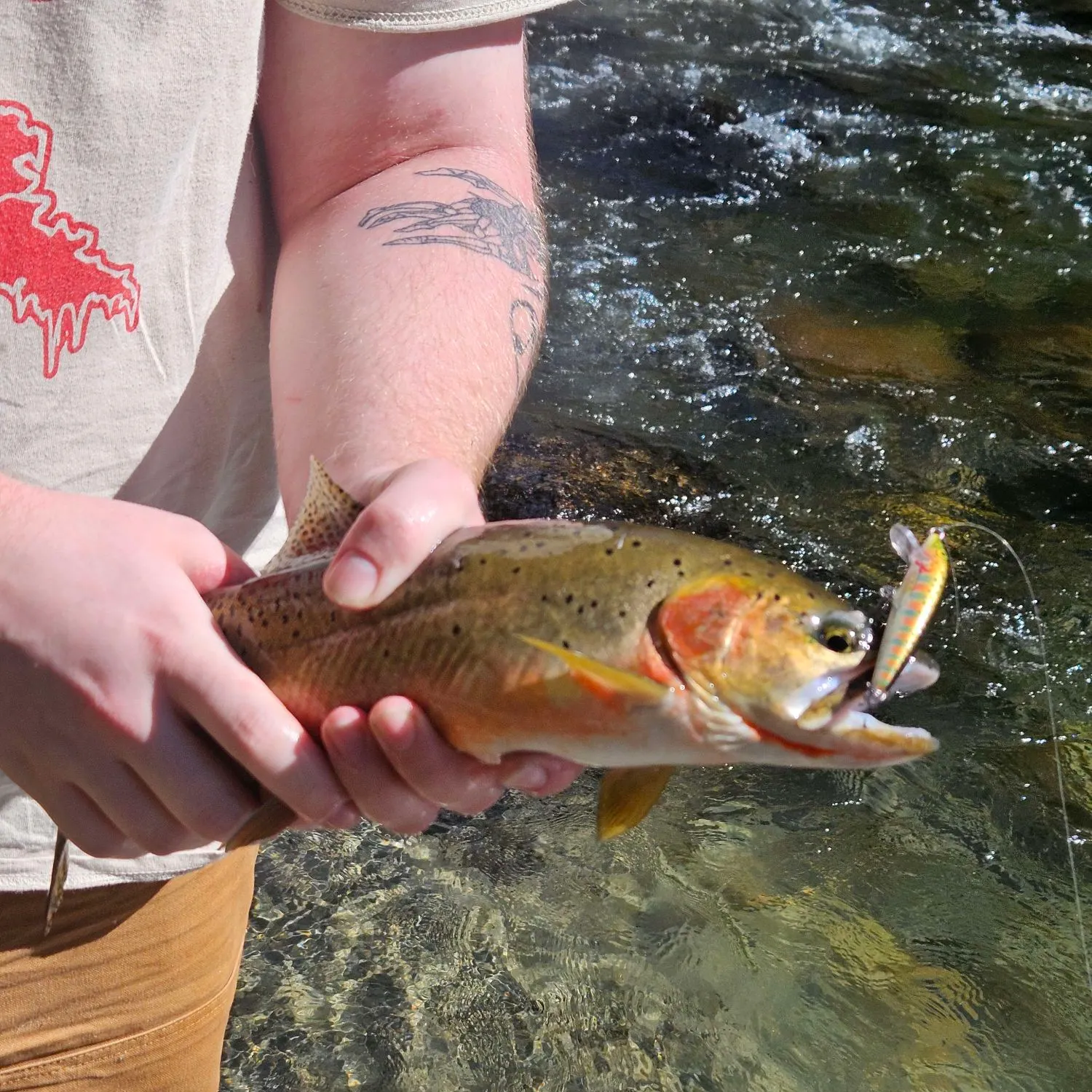 recently logged catches