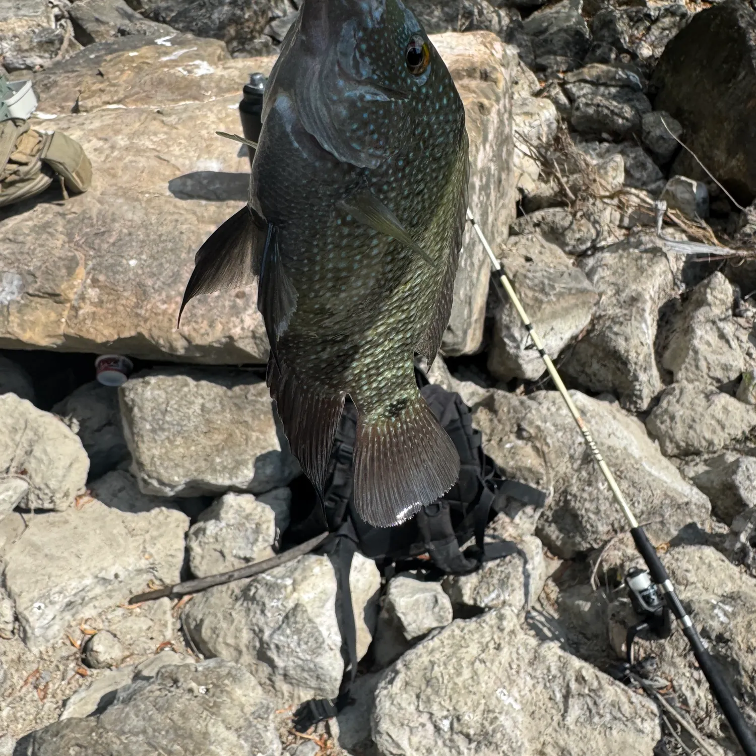 The most recent Rio Grande x mayan cichlid catches on Fishbrain