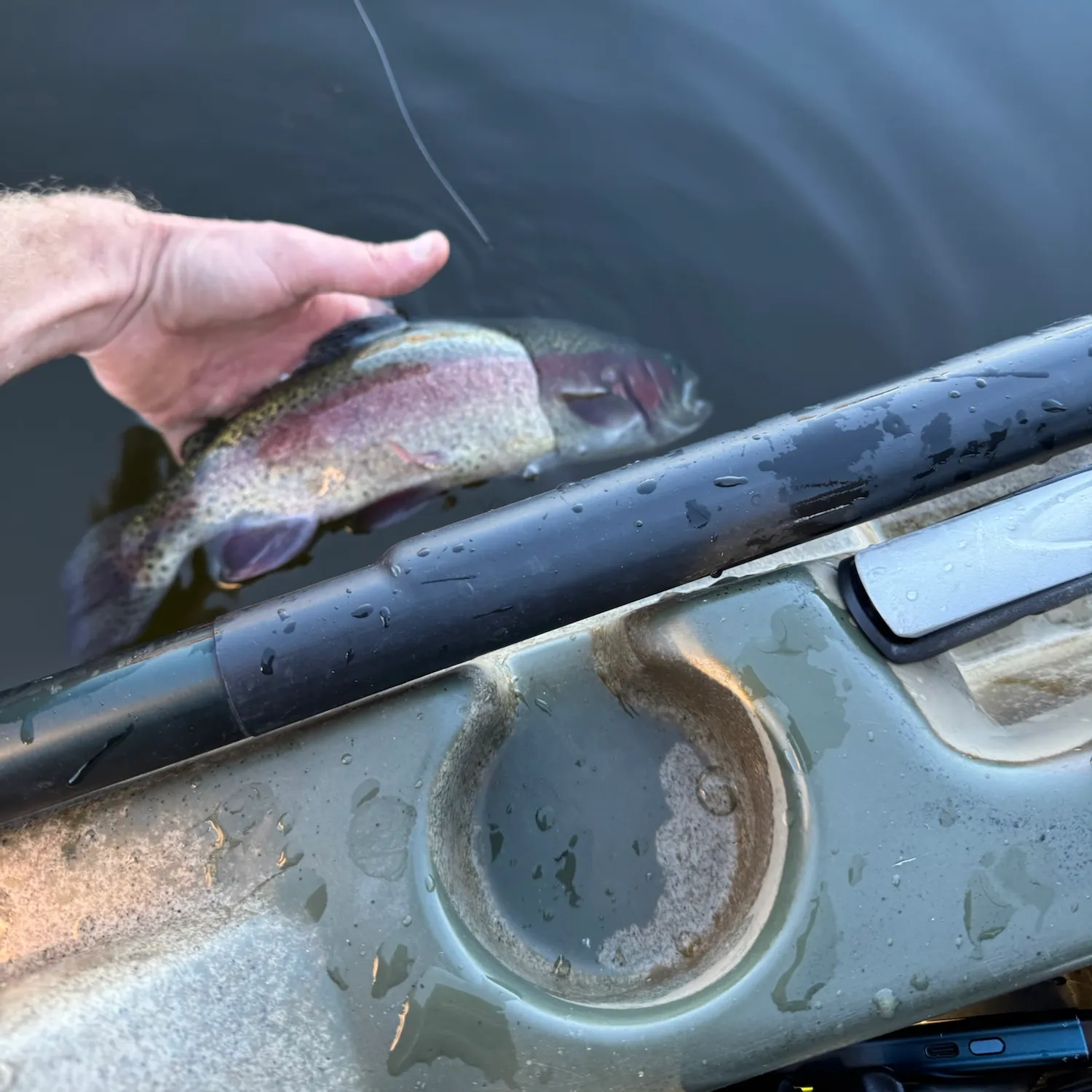 Rainbow trout caught on Fishbrain