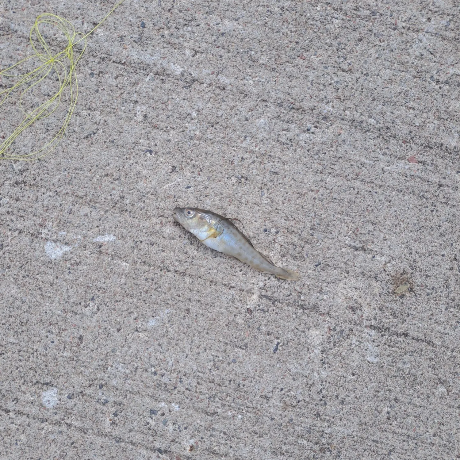 The most recent Greenback horse mackerel catches on Fishbrain