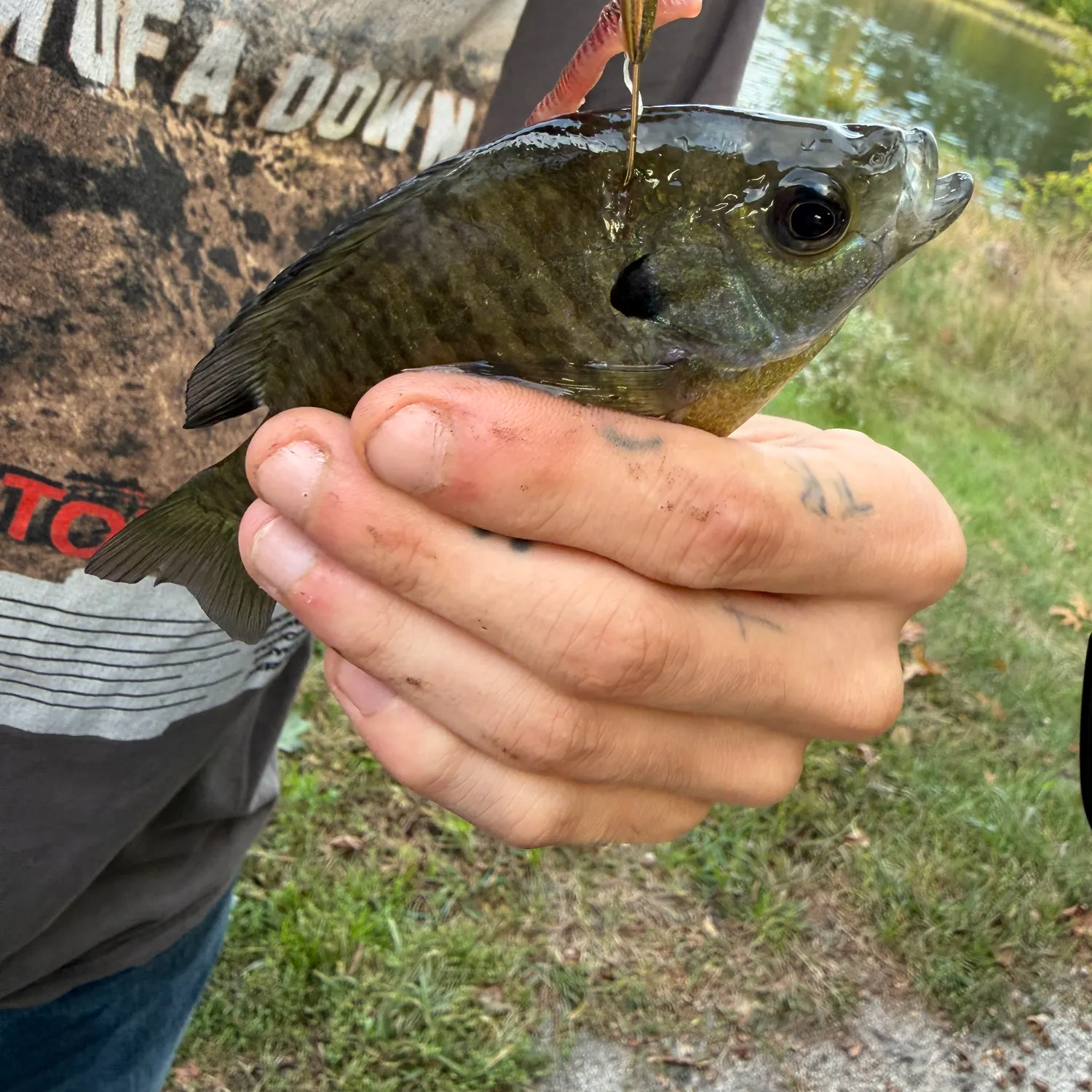 Bluegill caught on Fishbrain