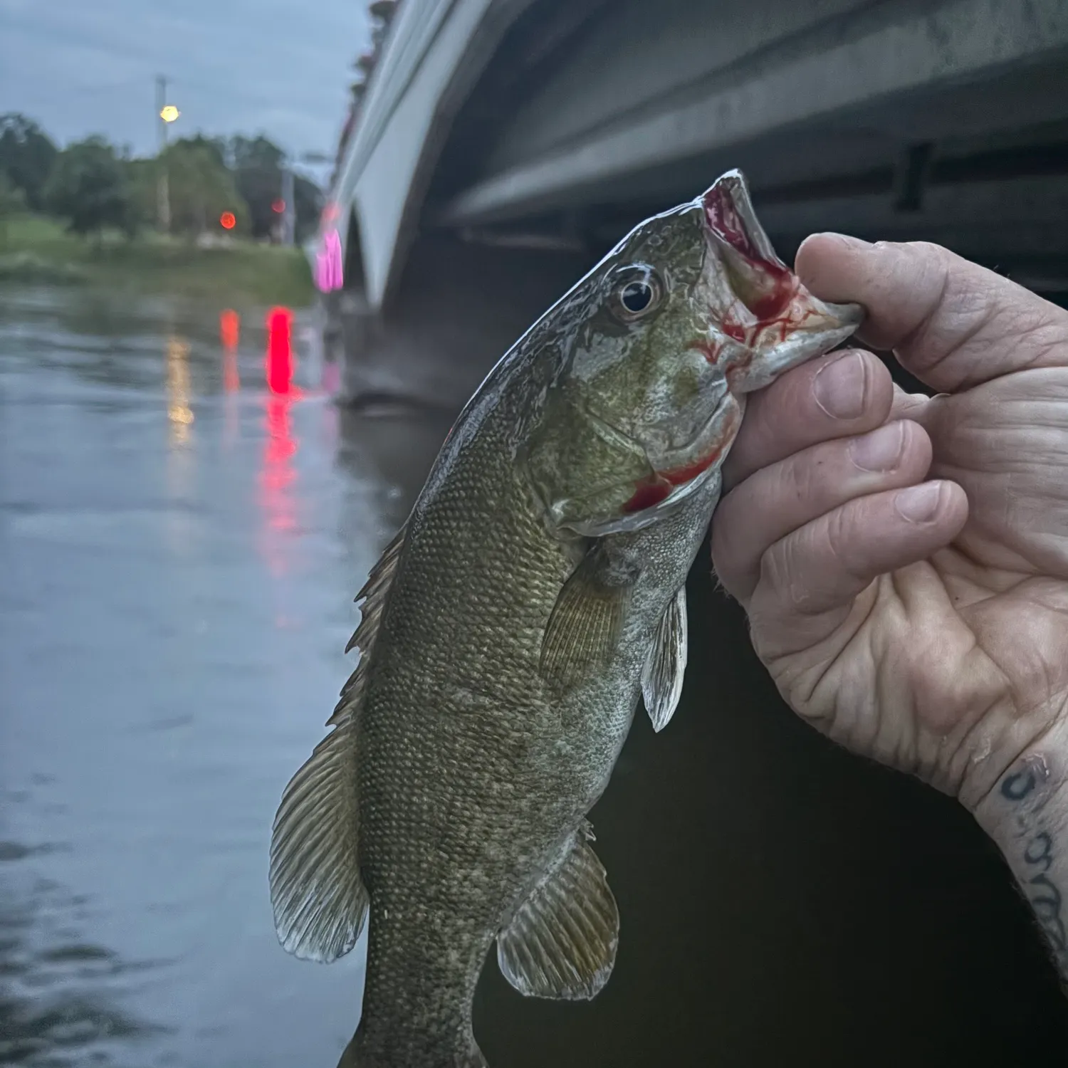 Smallmouth bass caught on Fishbrain