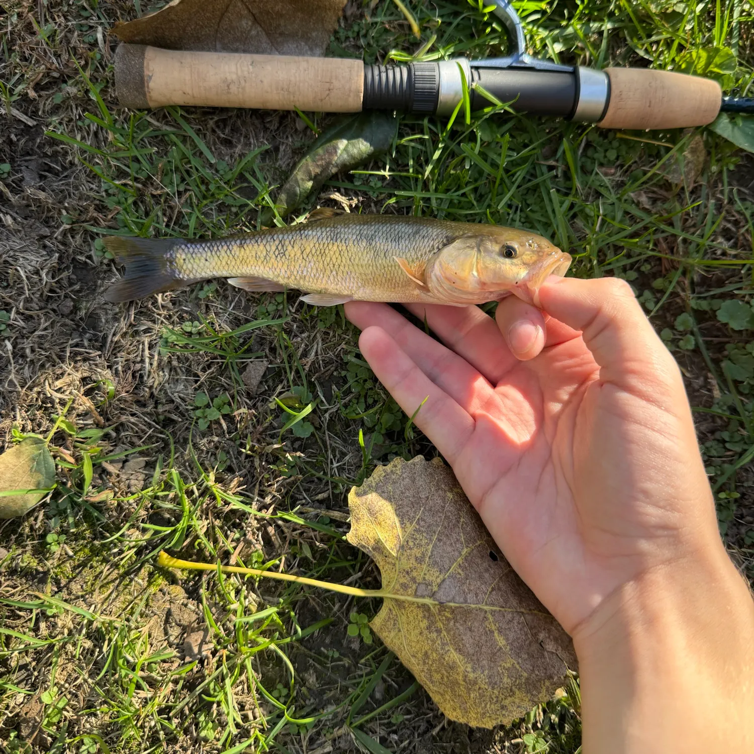 The most recent Creek chub catches on Fishbrain