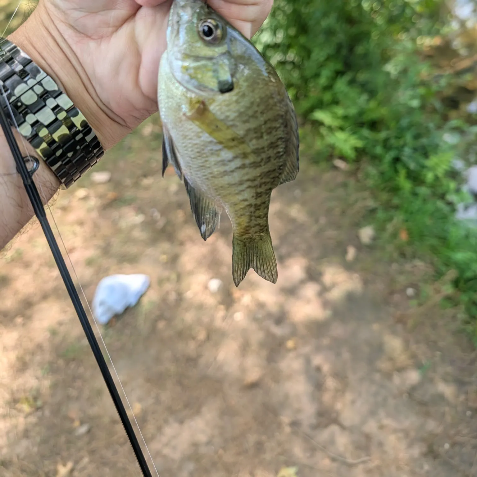 Bluegill caught on Fishbrain