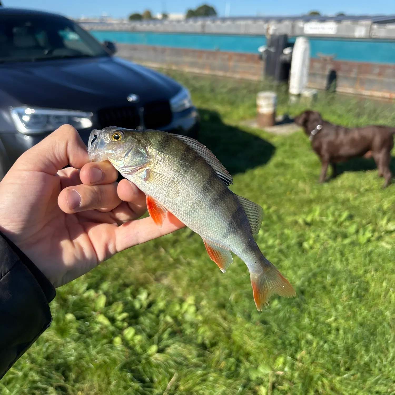 European perch caught on Fishbrain