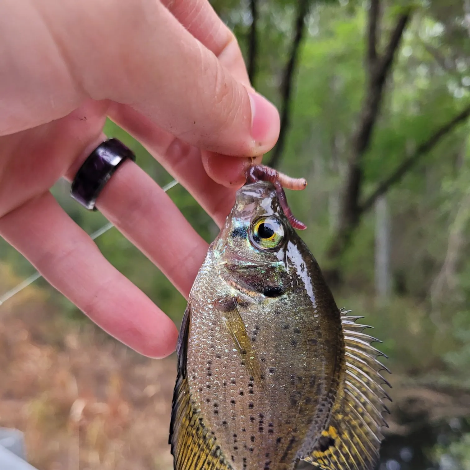 The most recent Flier catches on Fishbrain