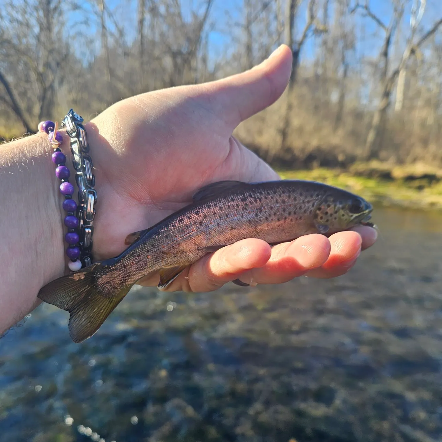 The most recent Brown trout catches on Fishbrain