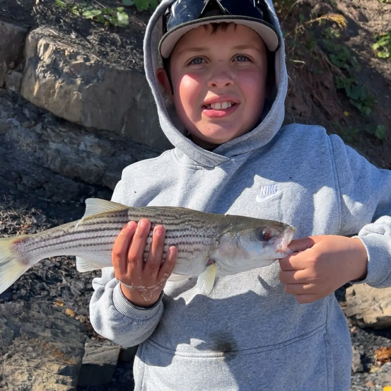Striped bass caught on Fishbrain