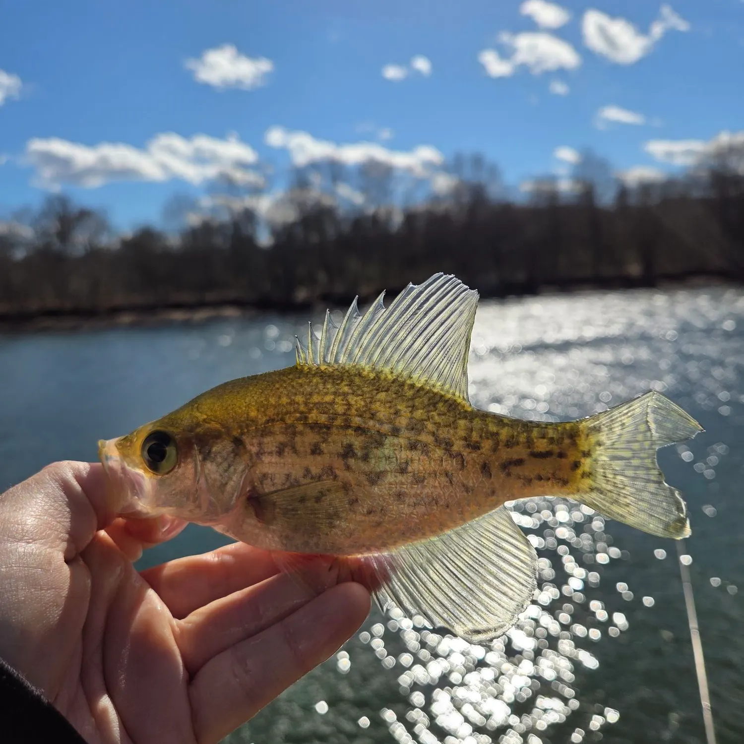 The most recent Black crappie catches on Fishbrain