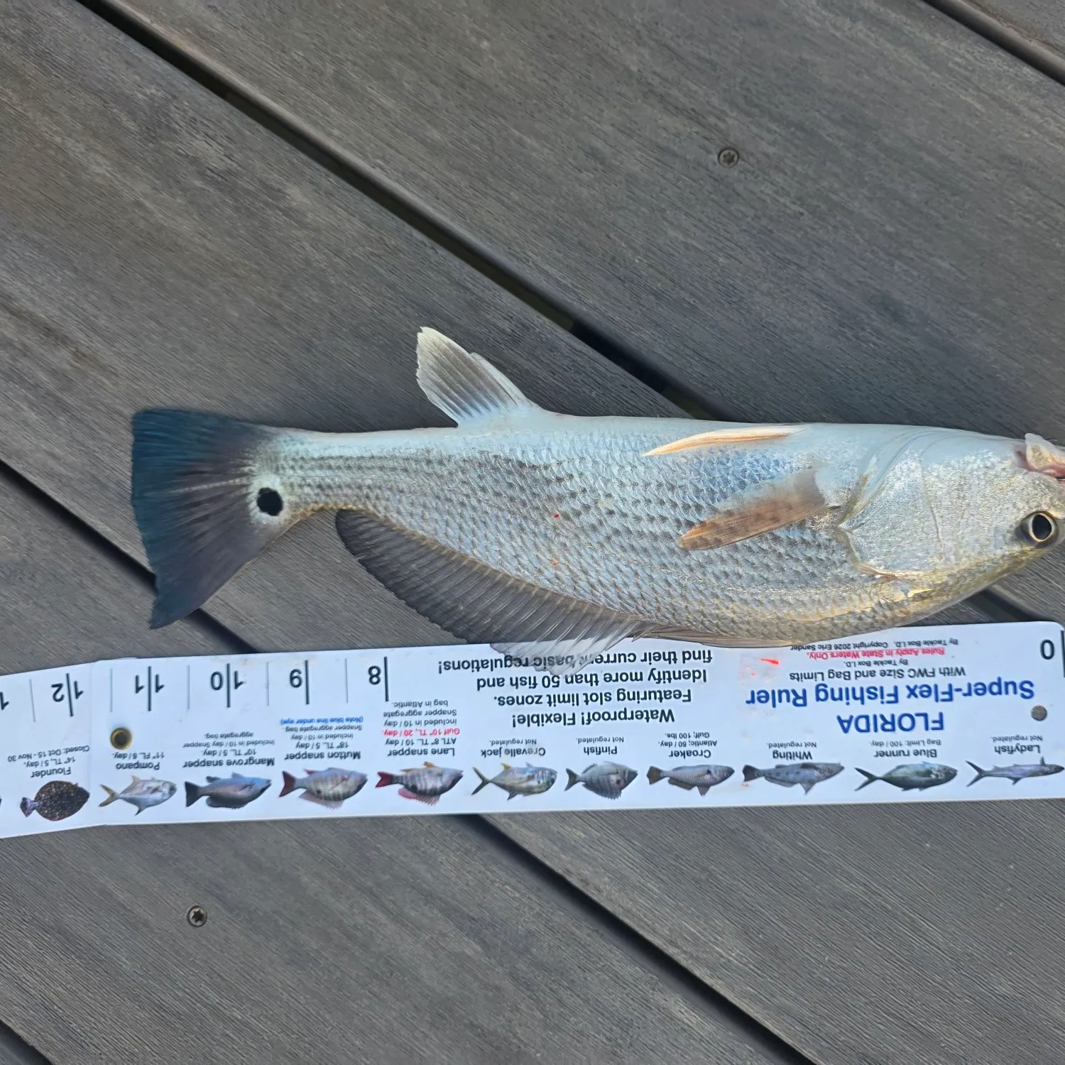 Red drum caught on Fishbrain