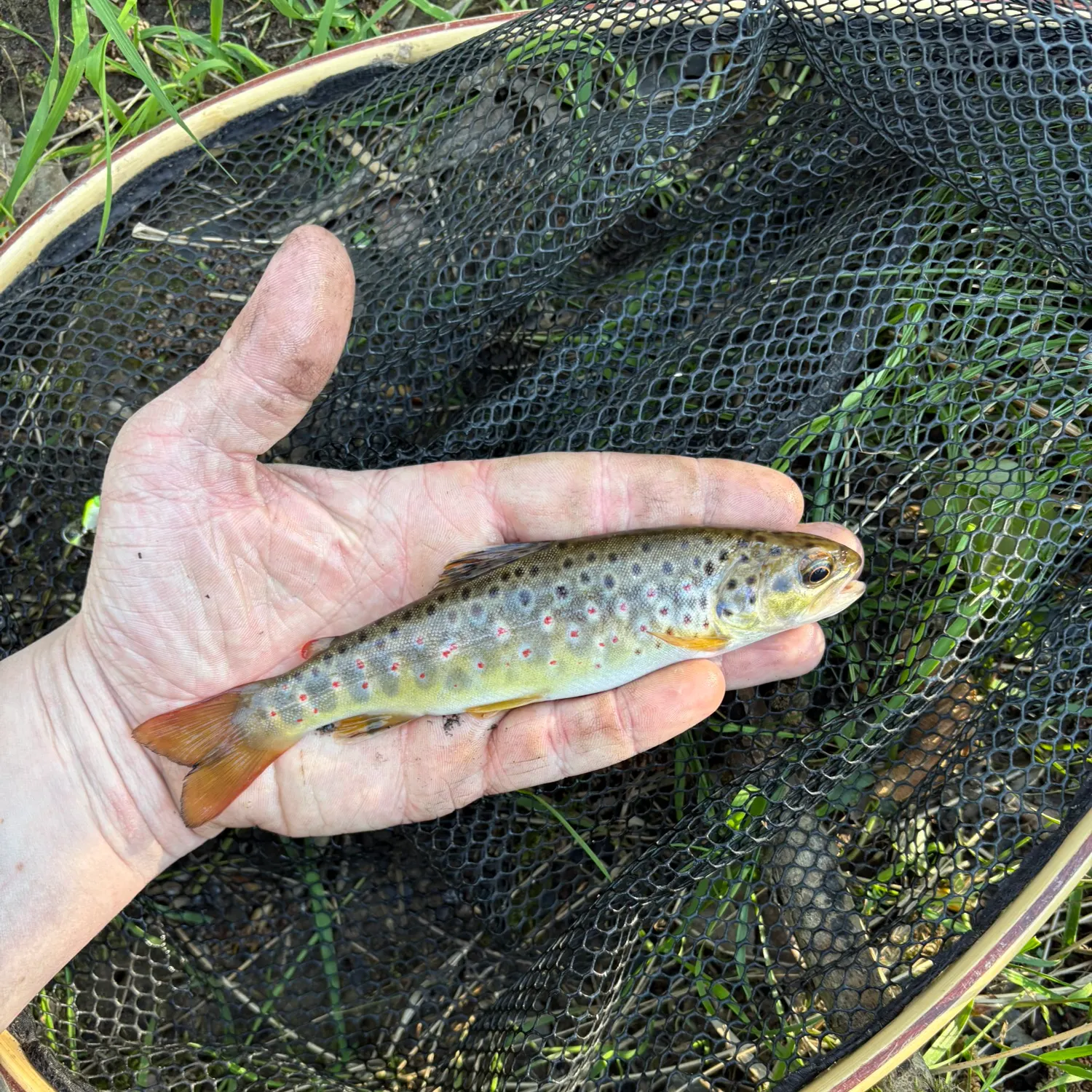 The most recent Lake trout catches on Fishbrain