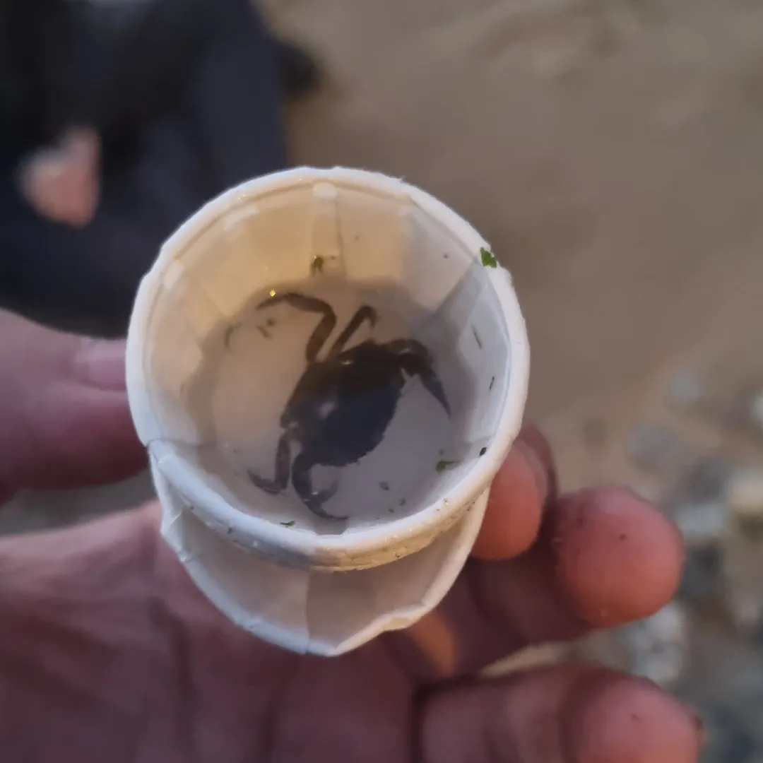 Fish caught on Fishbrain