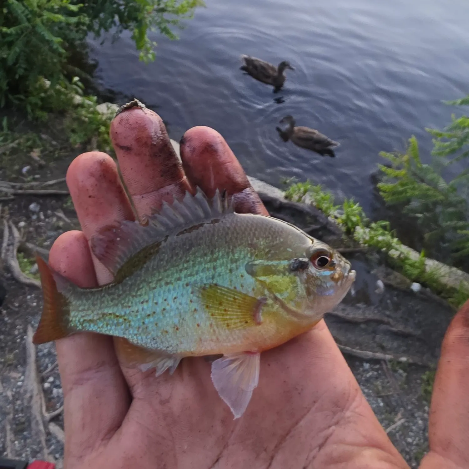 catch