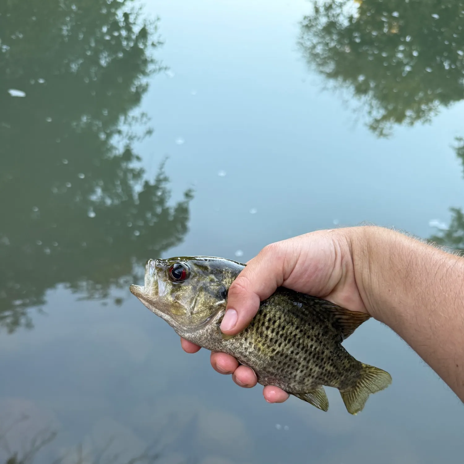 Rock bass caught on Fishbrain