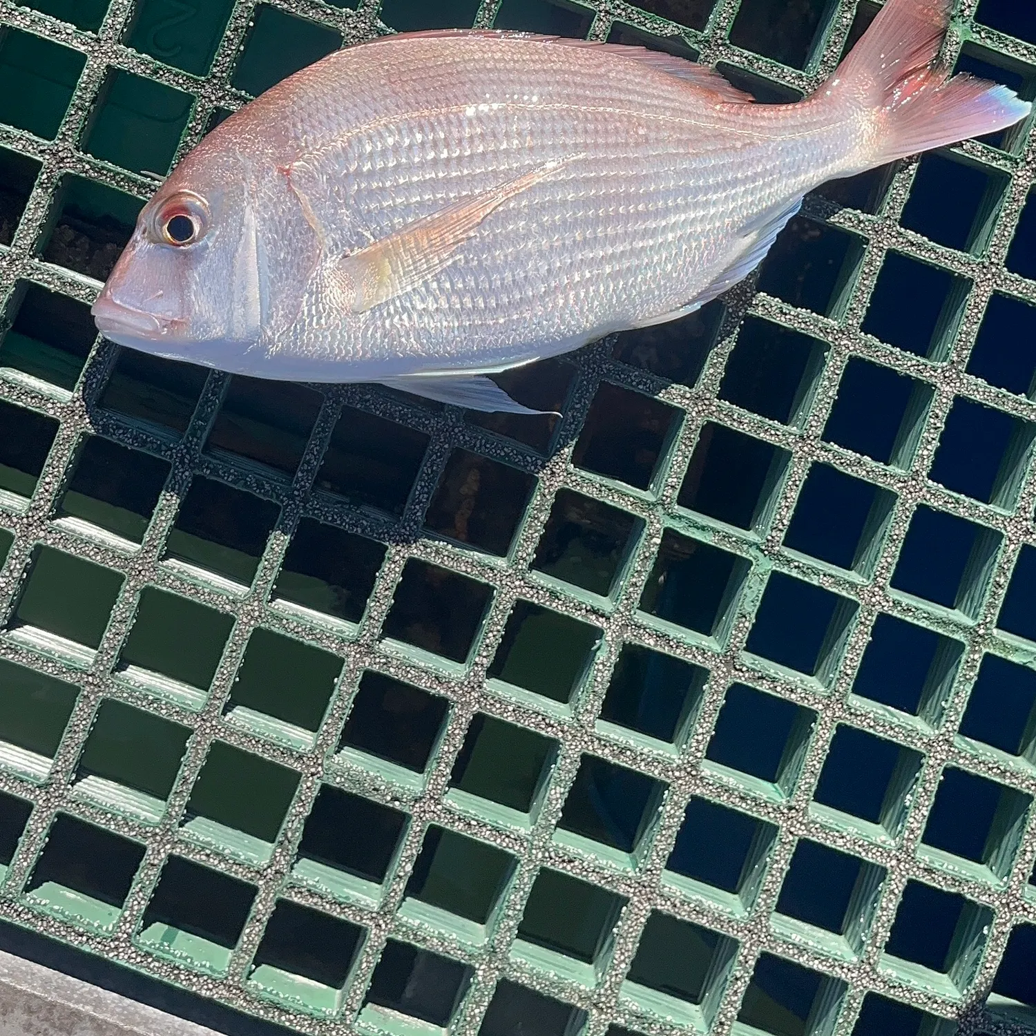 The most recent Red seabream catches on Fishbrain