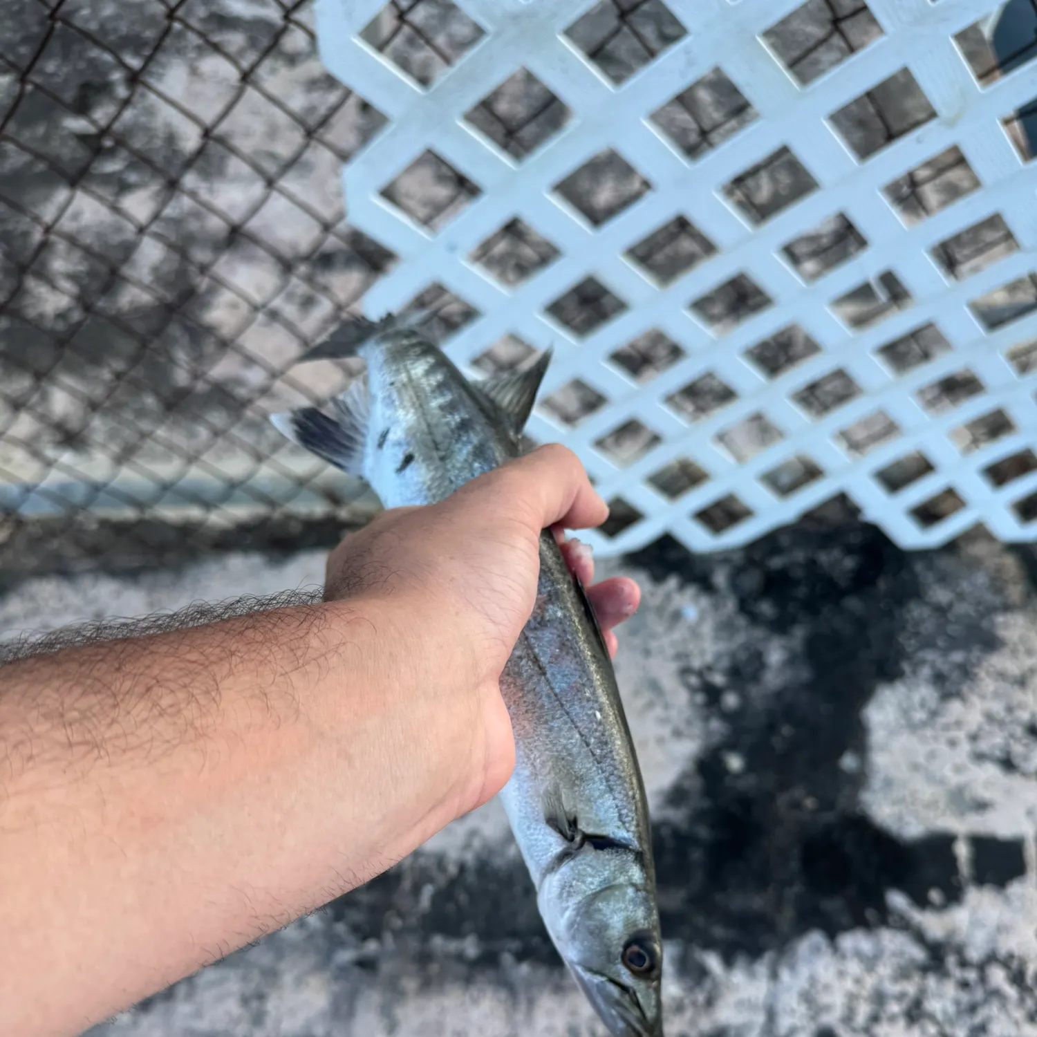 The most recent Great barracuda catches on Fishbrain