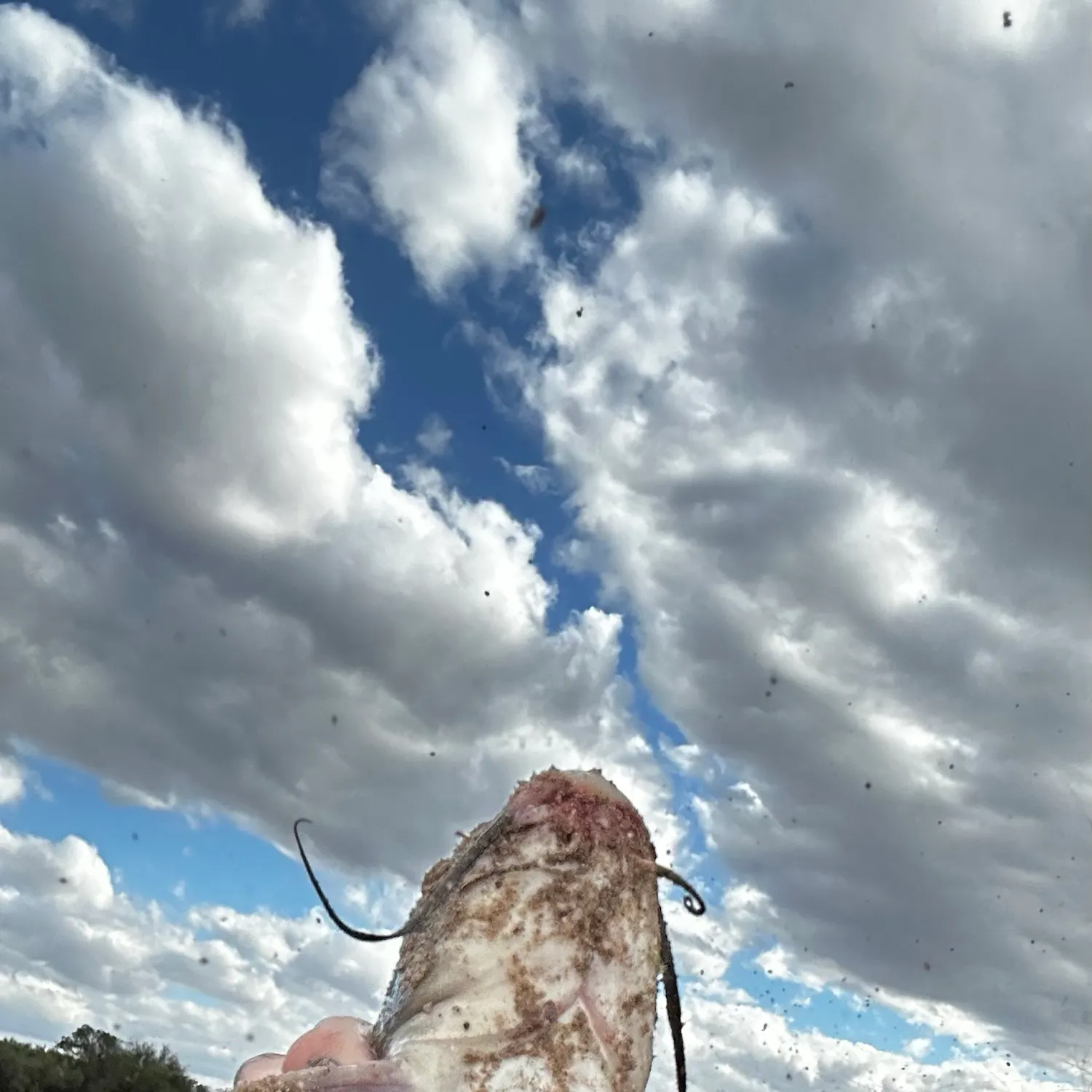 Channel catfish caught on Fishbrain