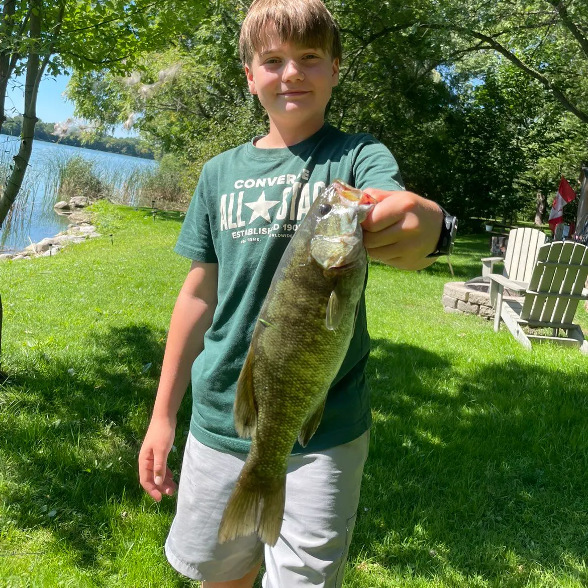 Smallmouth bass caught on Fishbrain