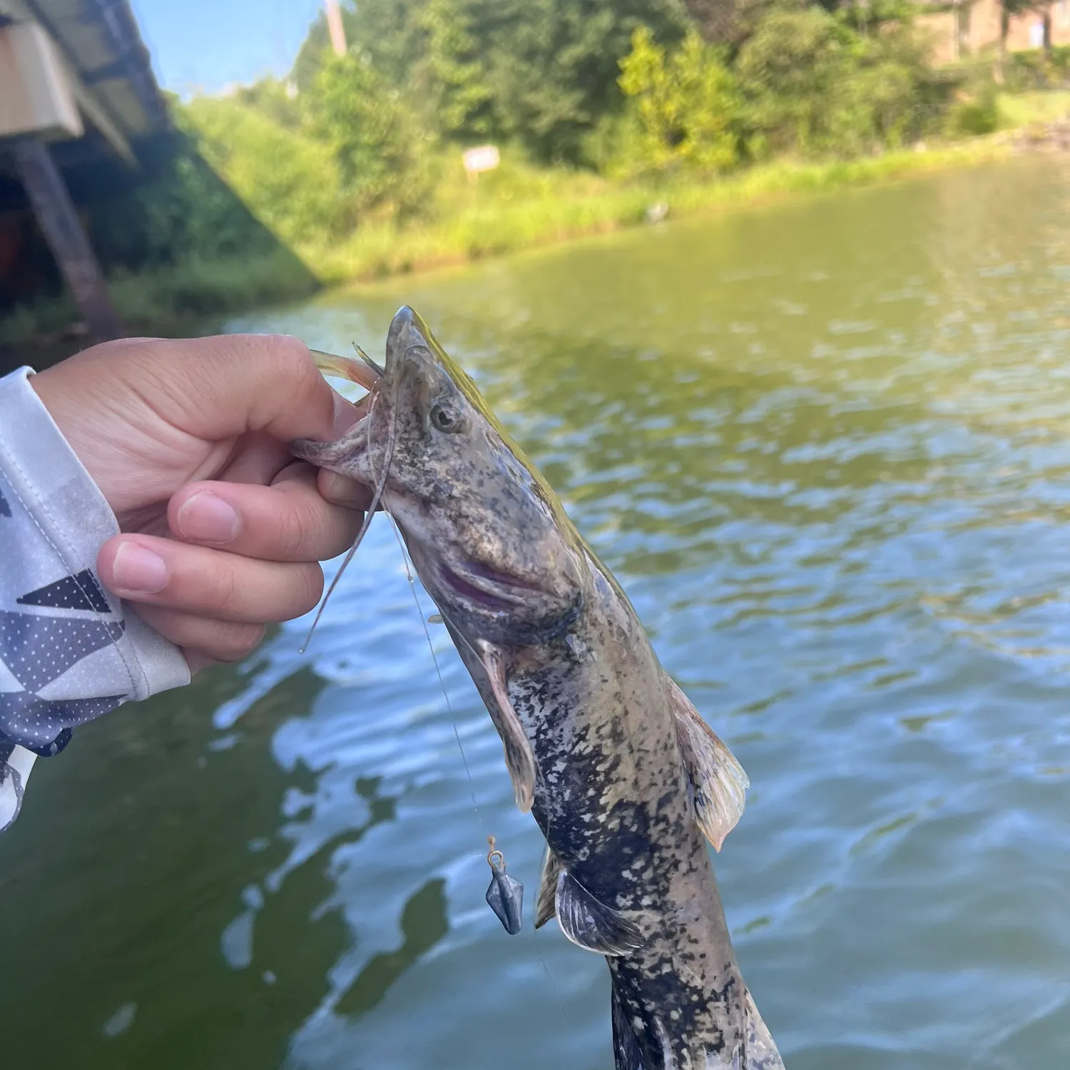 Brown bullhead caught on Fishbrain